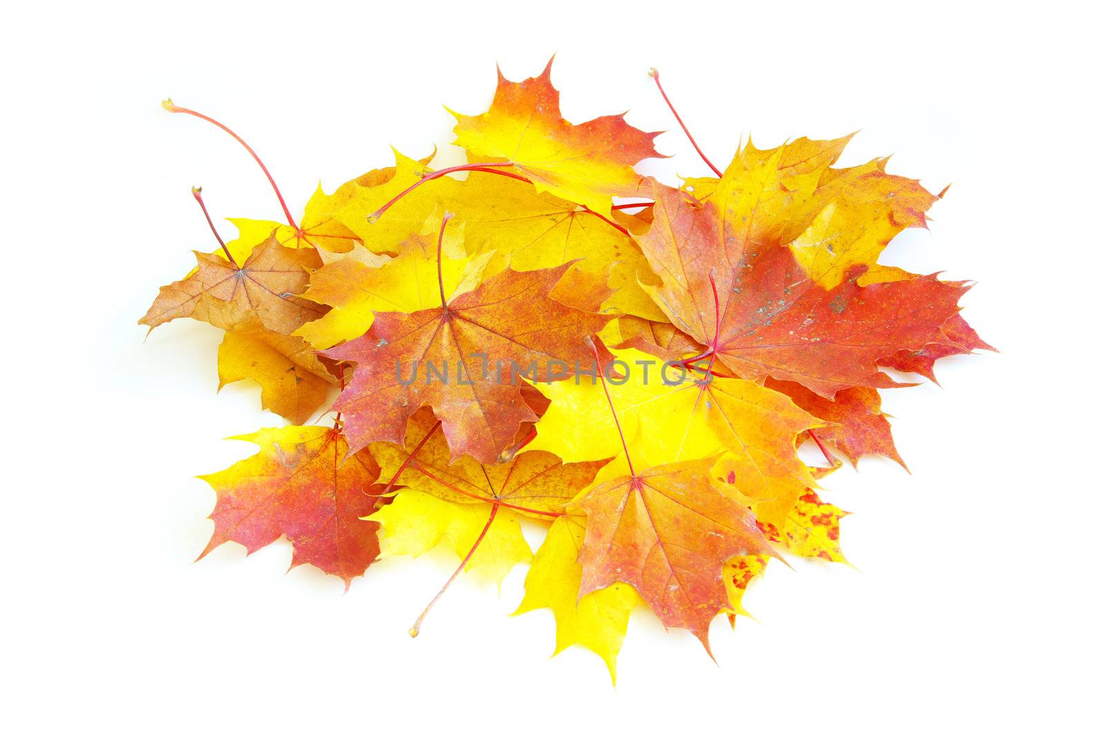 autumn maple leafs isolated on a white 