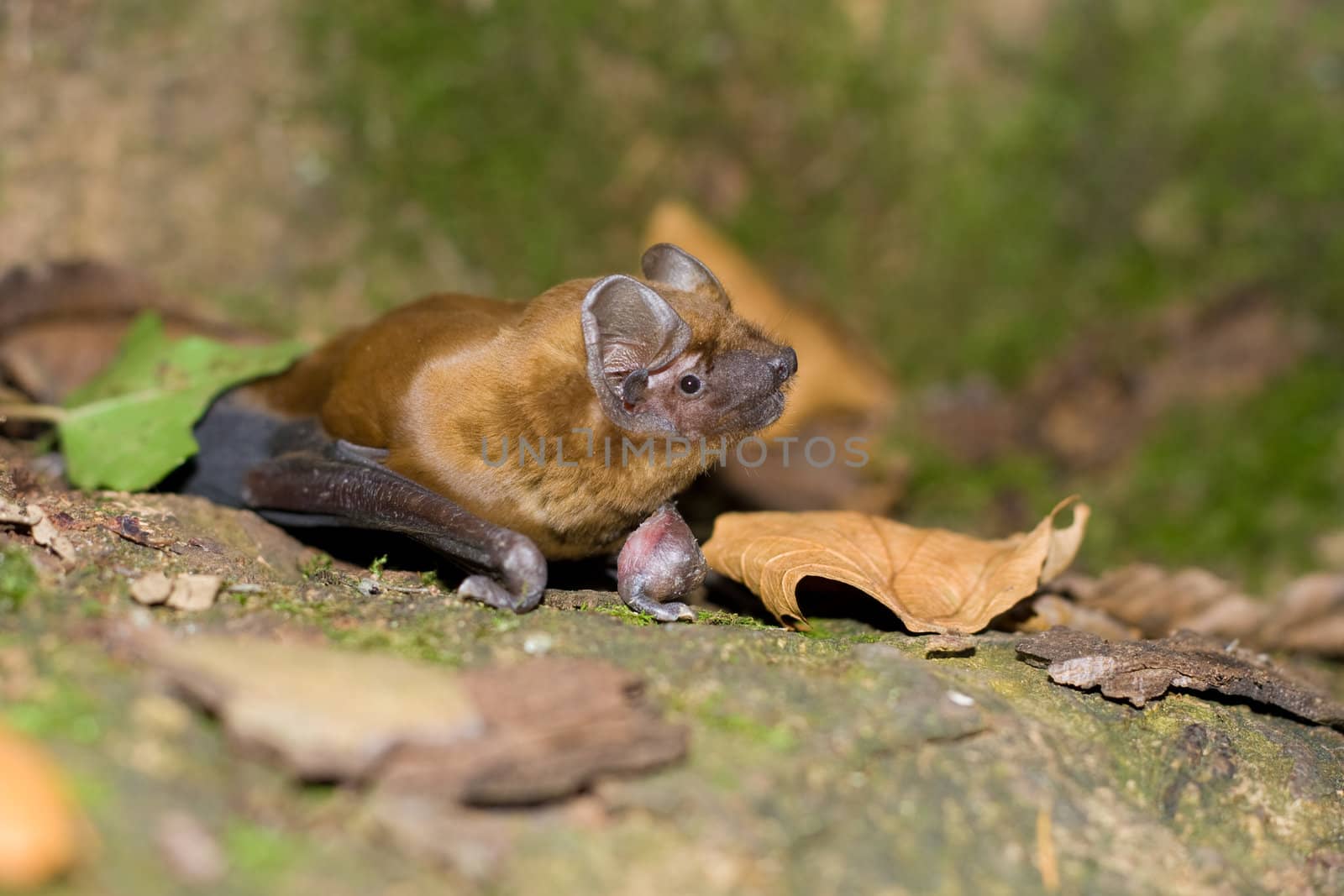 Bat portrait in the autumn.      