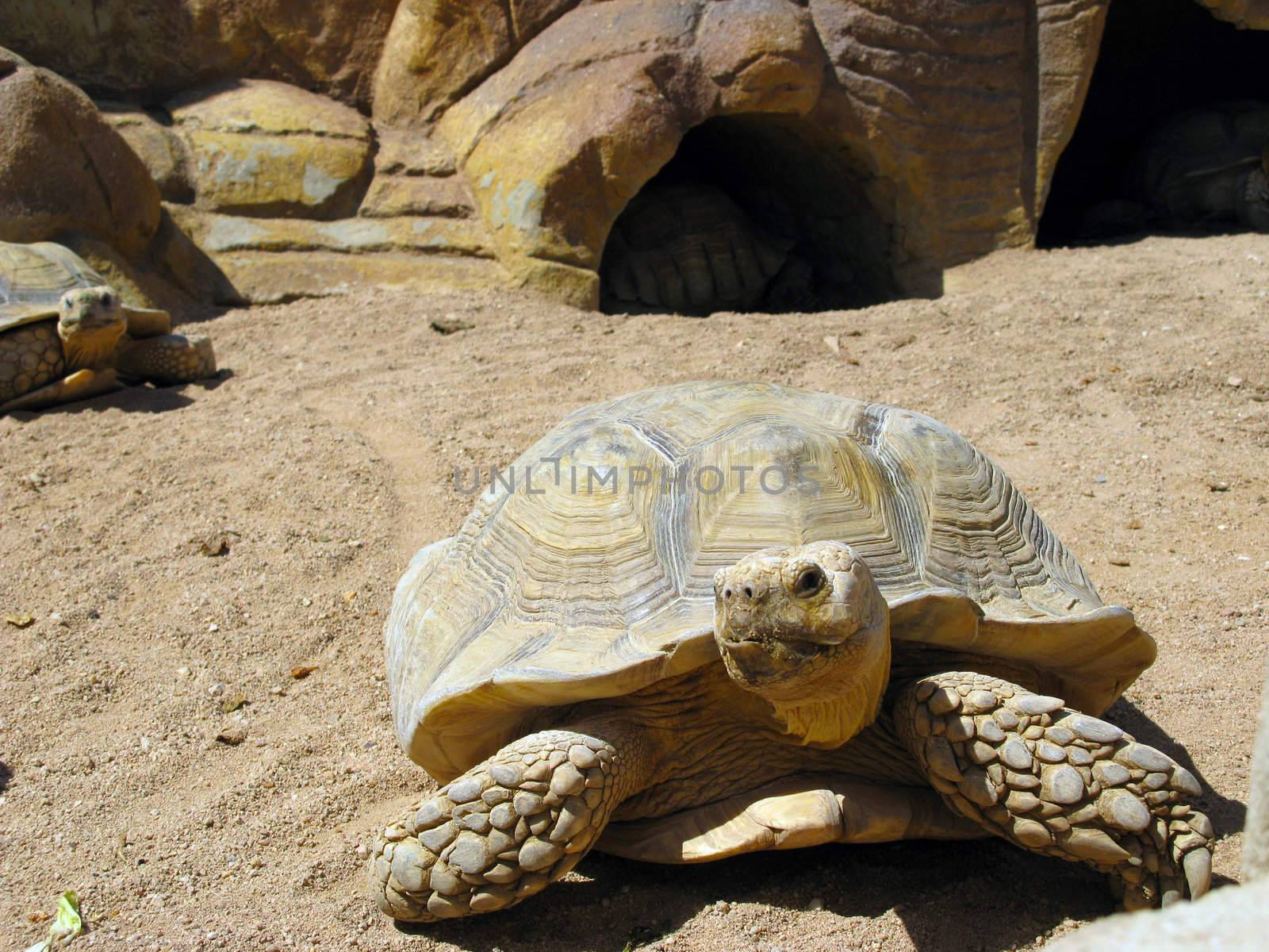 Turtle and desert by vintrom