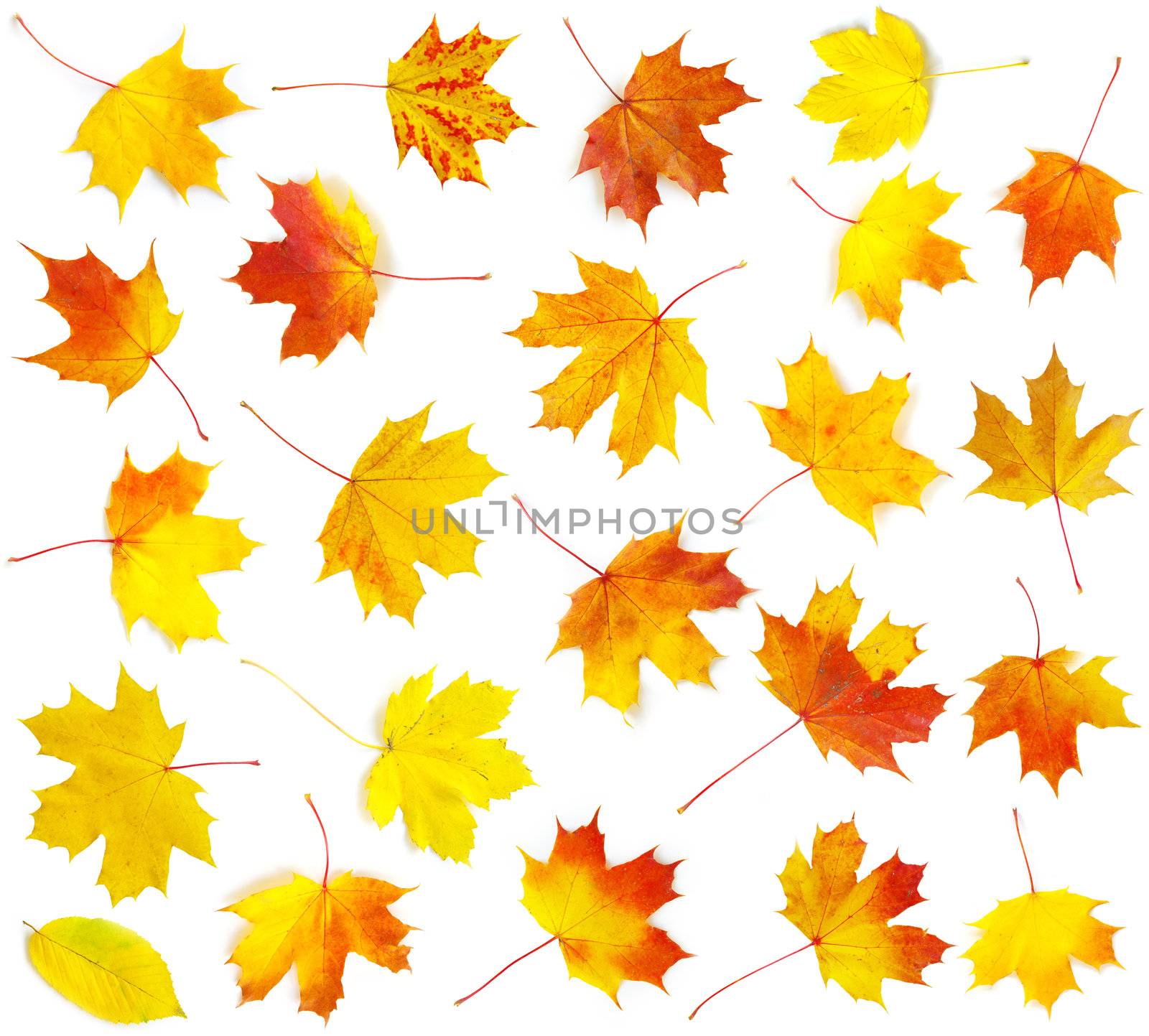 autumn maples leaf isolated on white background