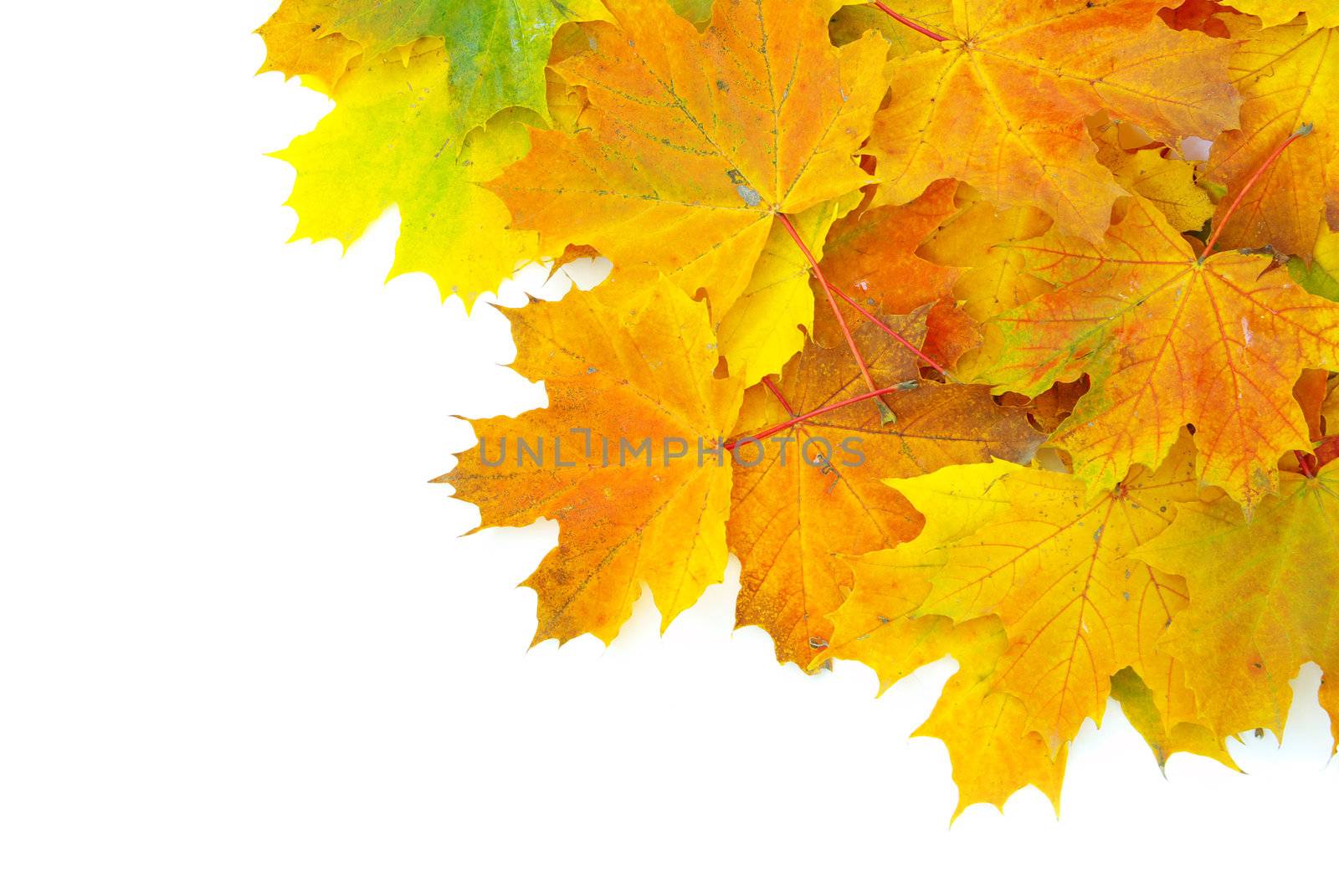 autumn maple leaves isolated on a white