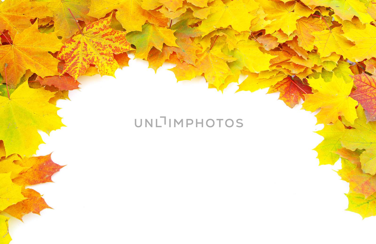 autumn maple leaves isolated on a white