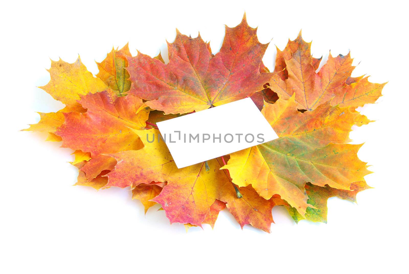 autumn maple leafs isolated on a white 