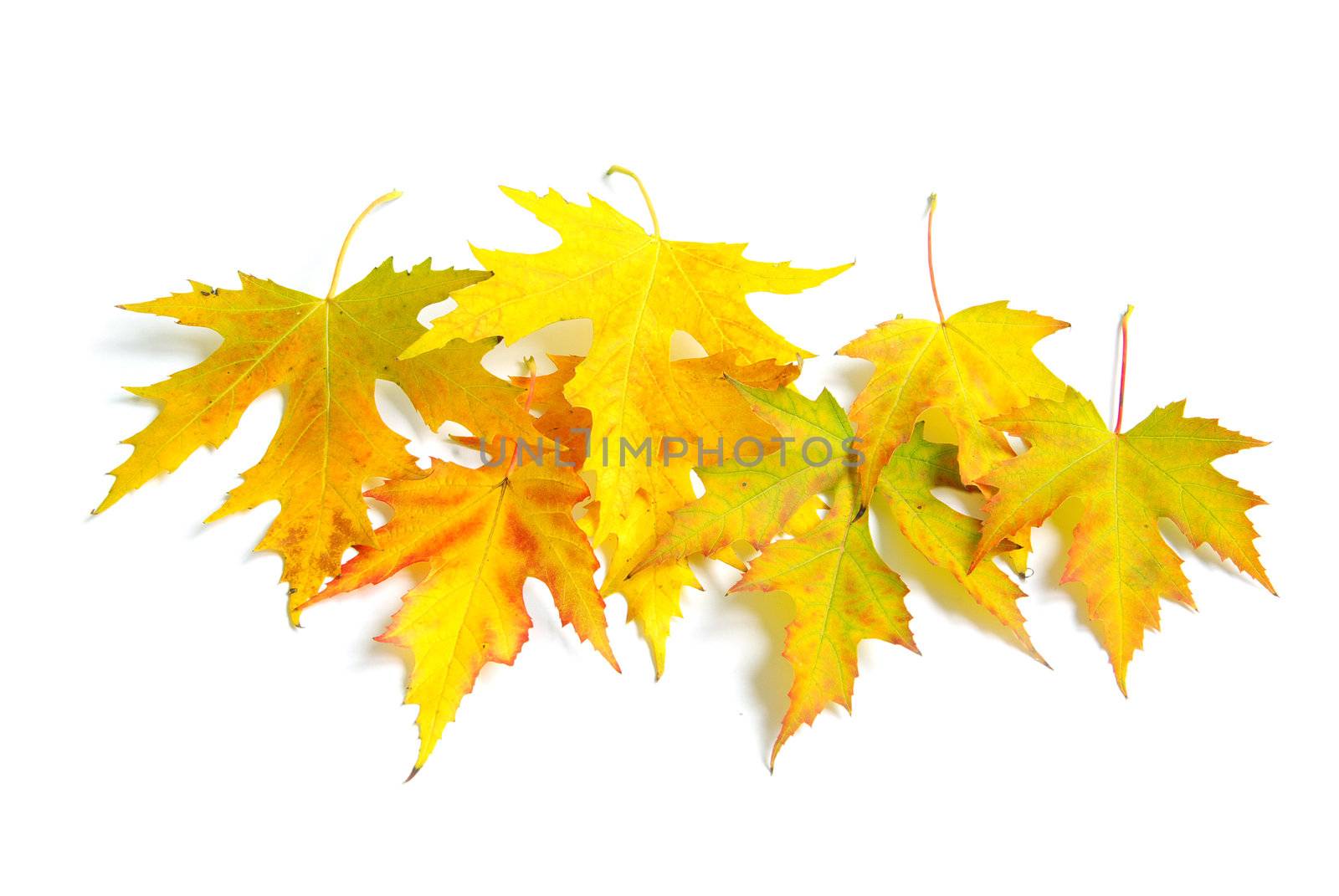 autumn maple leafs isolated on a white 