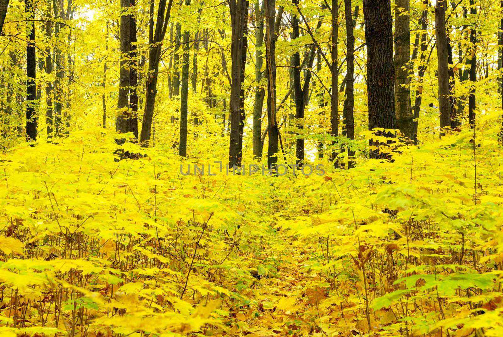 autumn forest  by Pakhnyushchyy