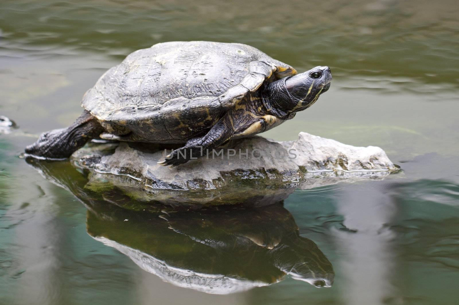 Tortoise on stone