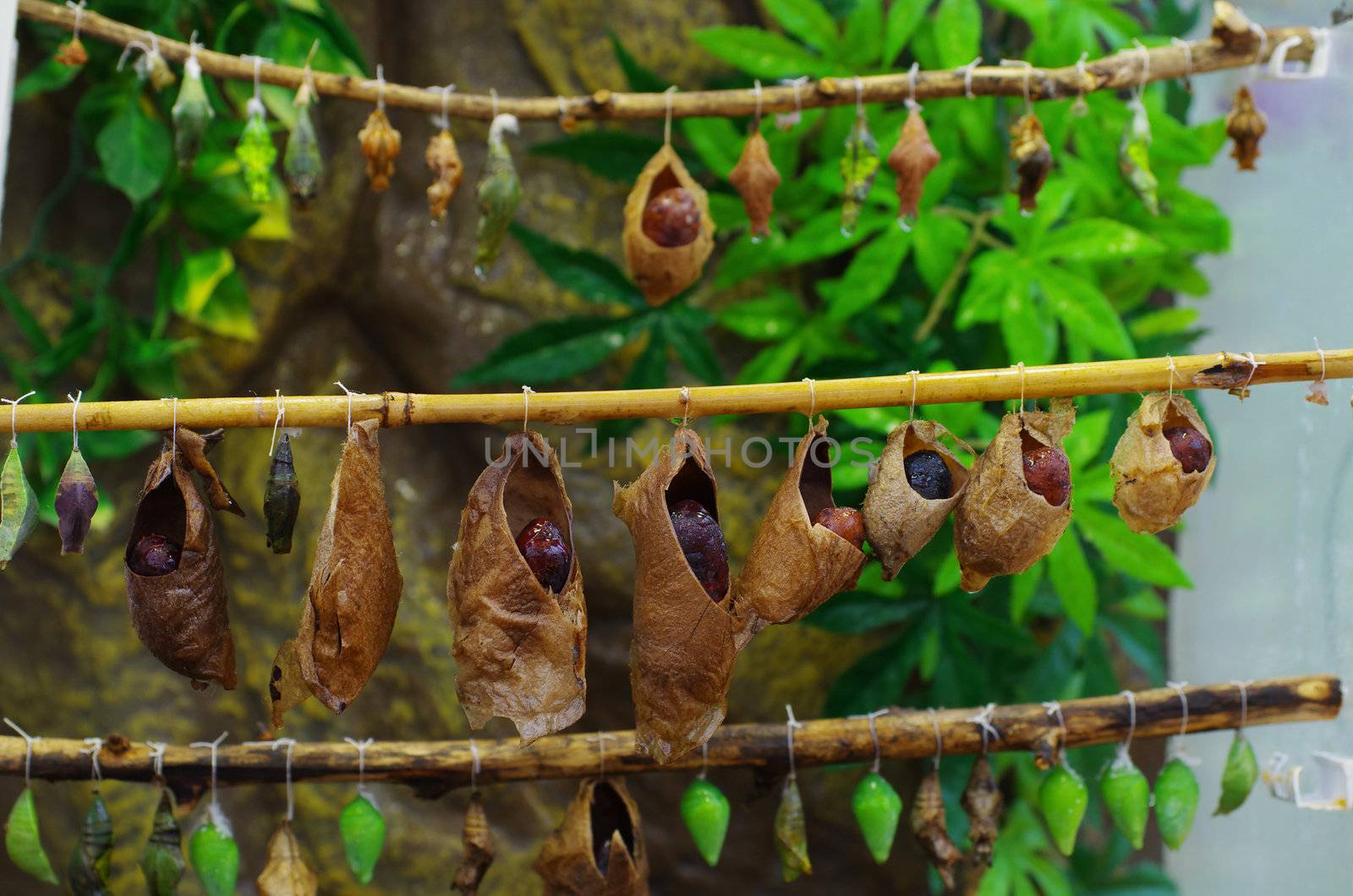 birth of butterflies from cocoons