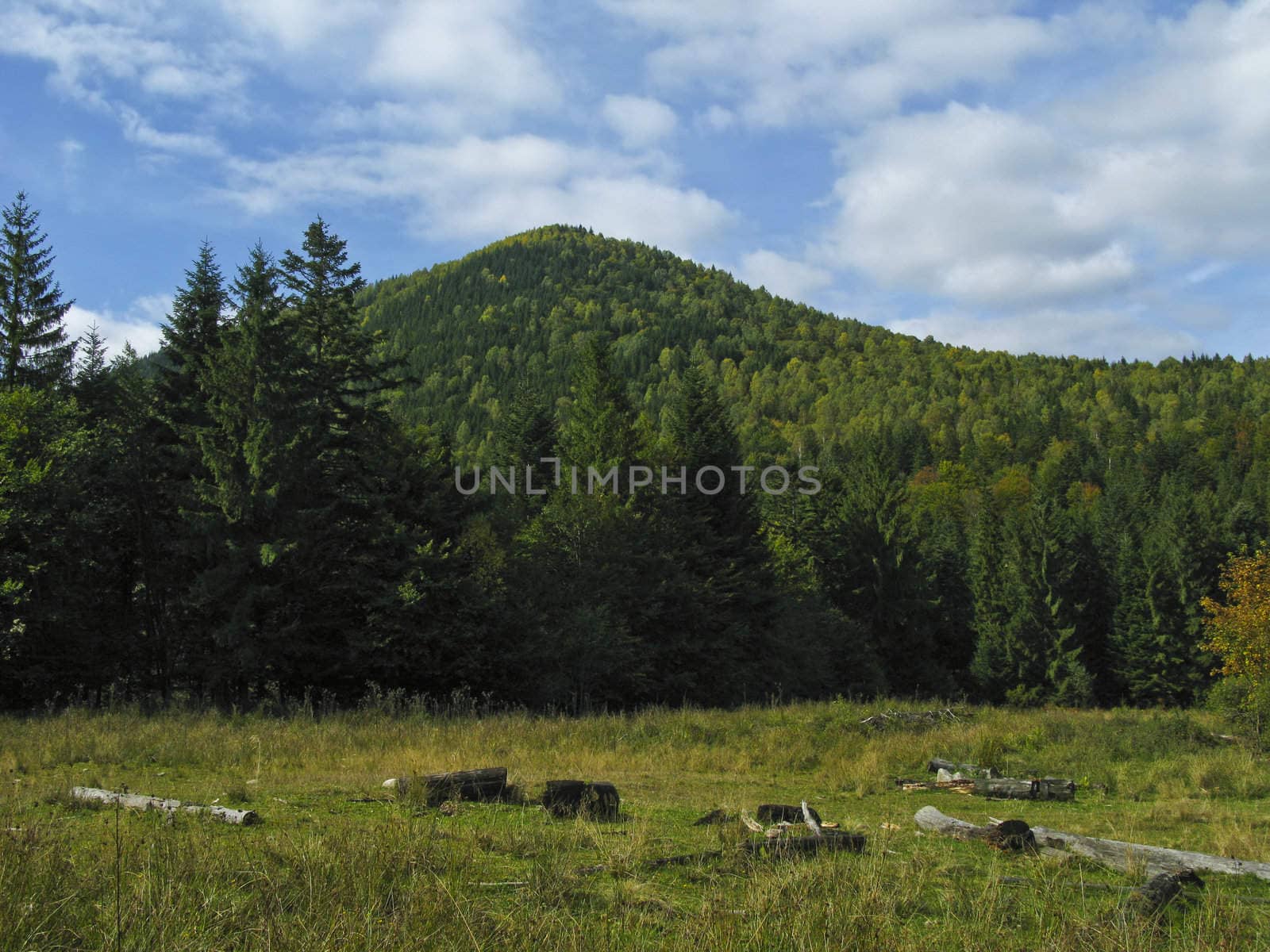Autumn forest in the mountains, Carpathians, Ukraine