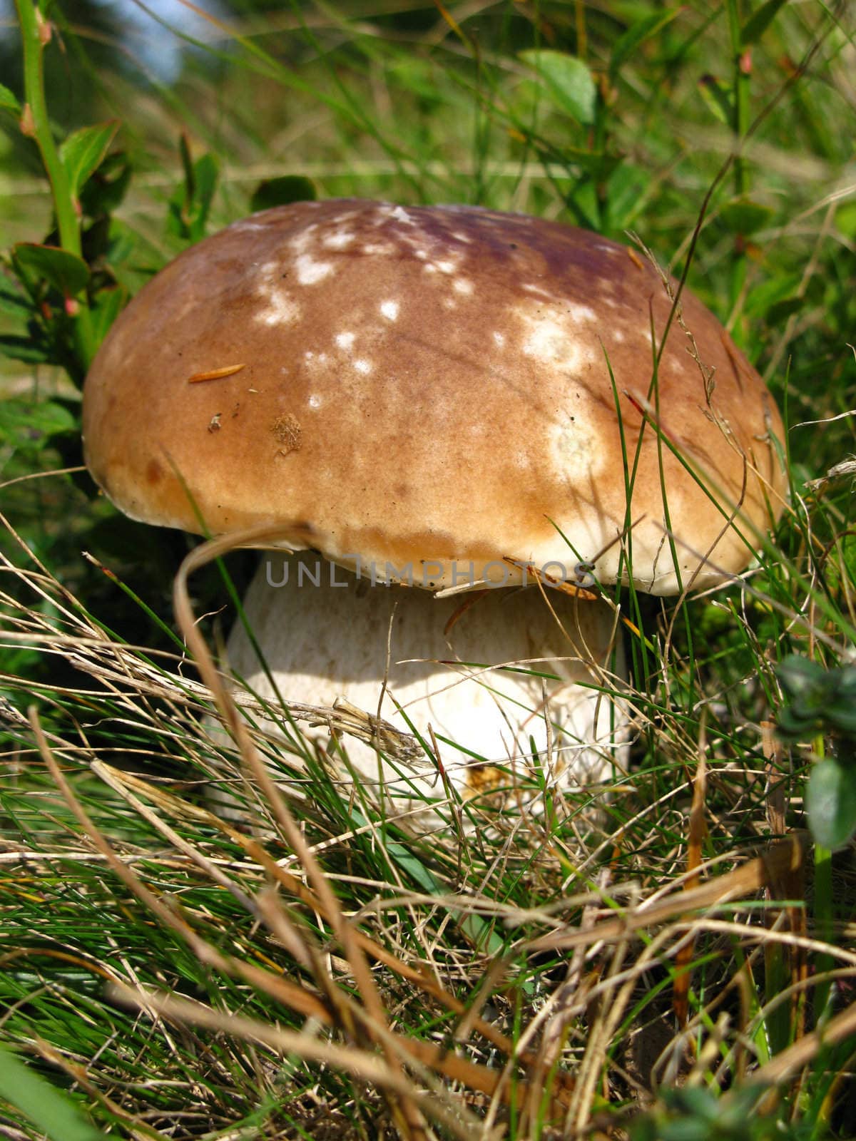 Boletus on the lawn in the autumn forest