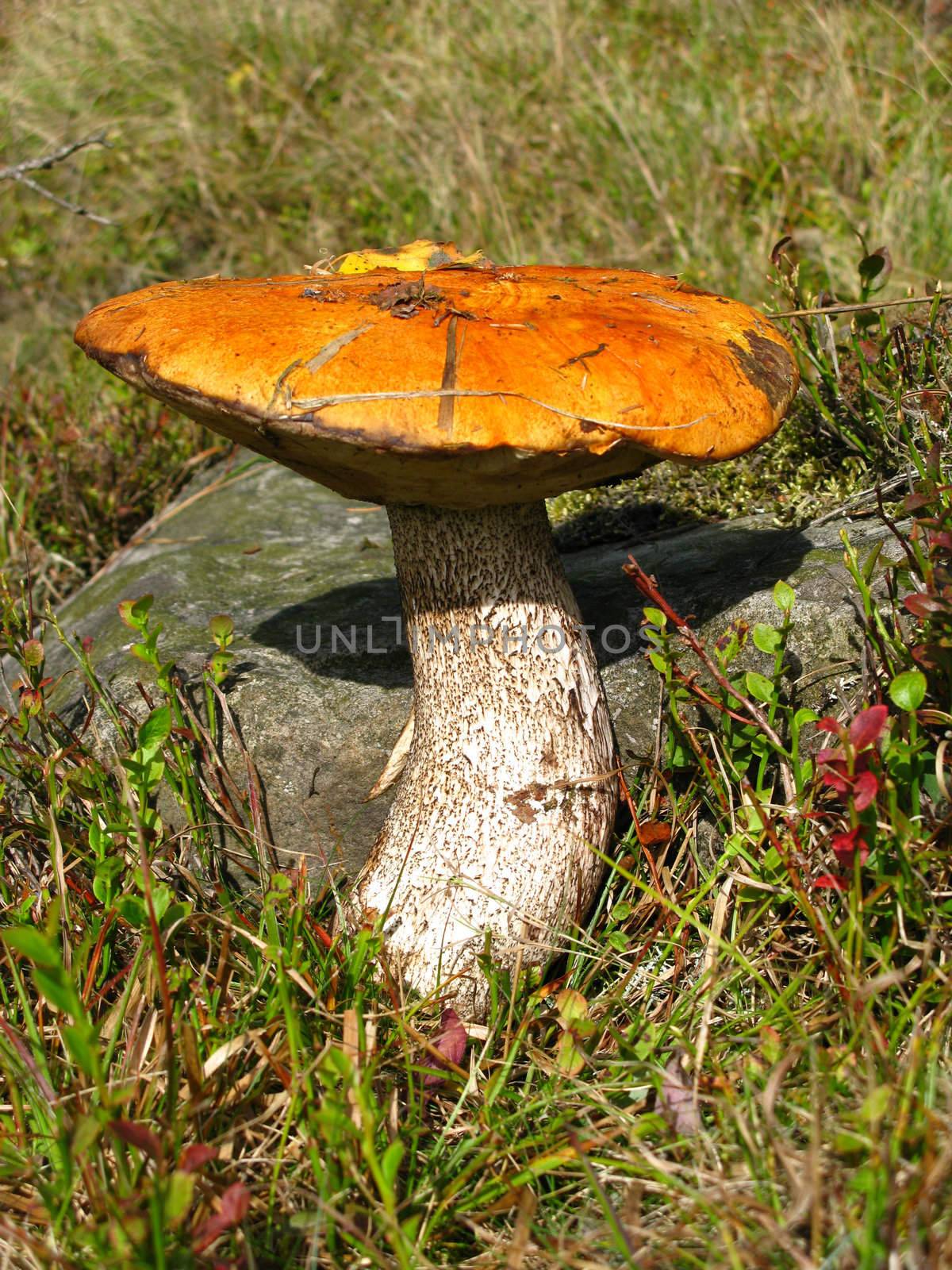 Red-capped scaber stalk in the autumn forest