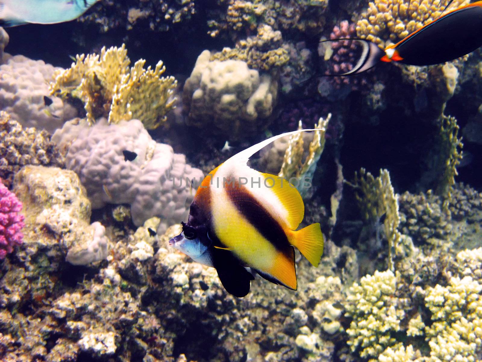 Red sea bannerfish and coral reef, Egypt