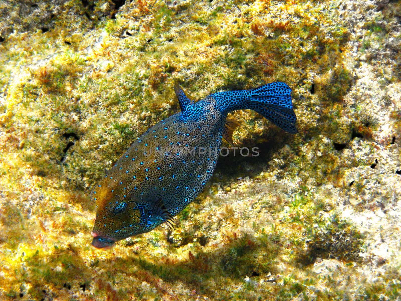 Yellow boxfish (ostracion cubicus) and coral reef in Red sea