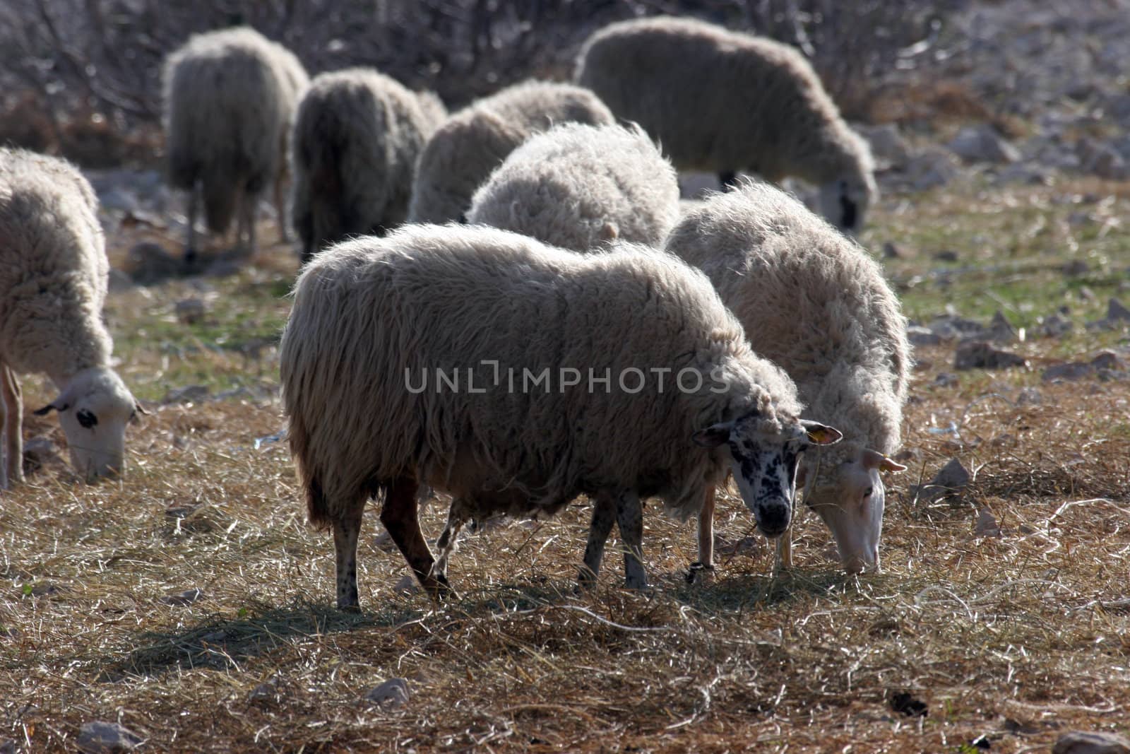 Sheeps