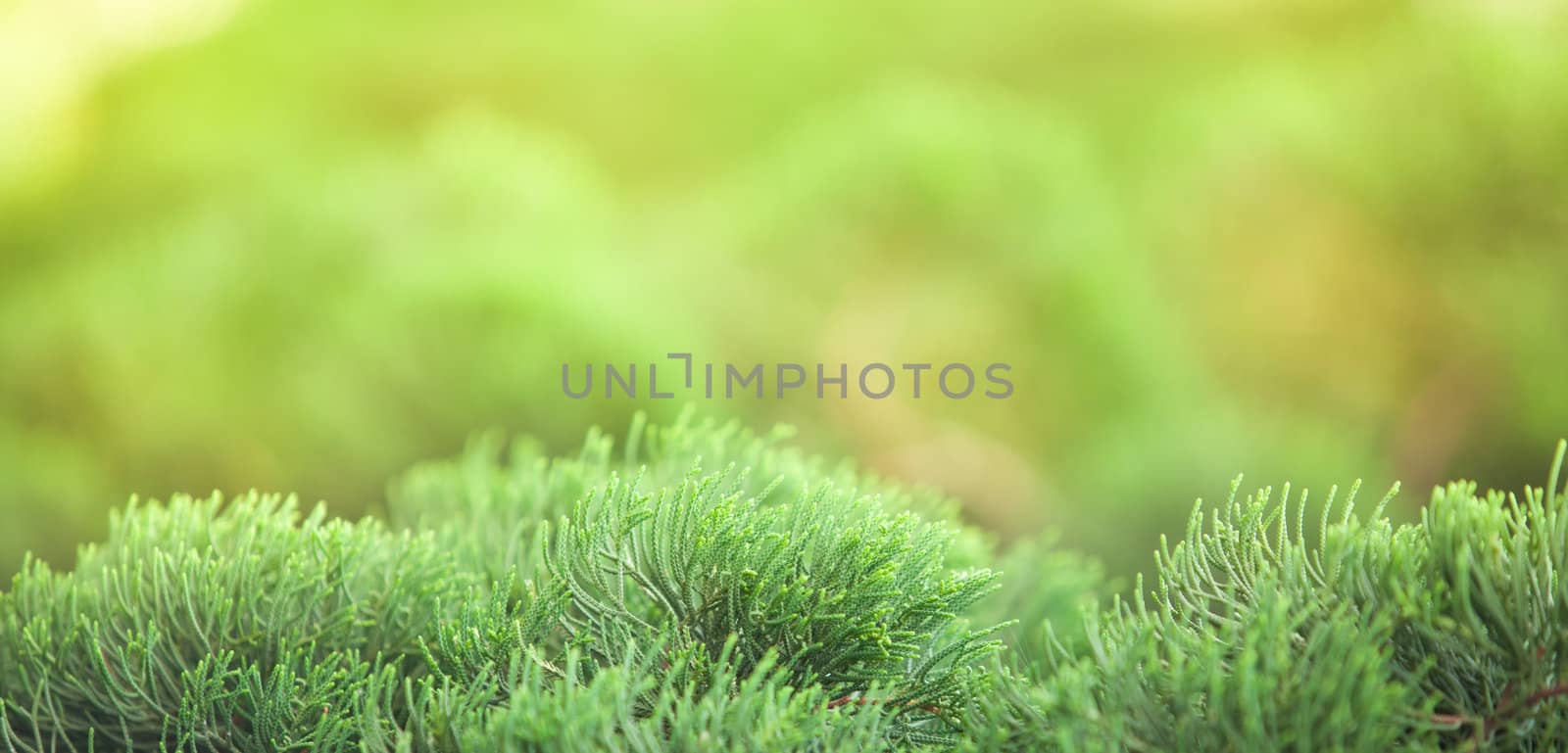Green leave background by Suriyaphoto