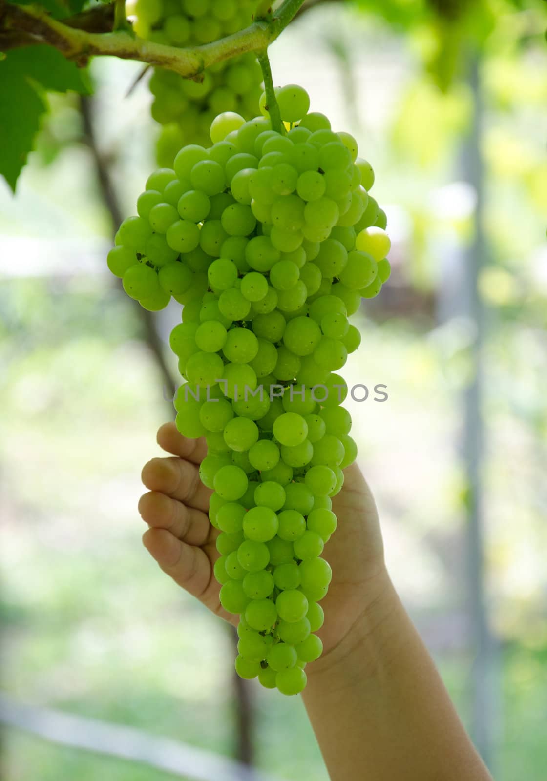 Harvesting grapes in a vineyard.