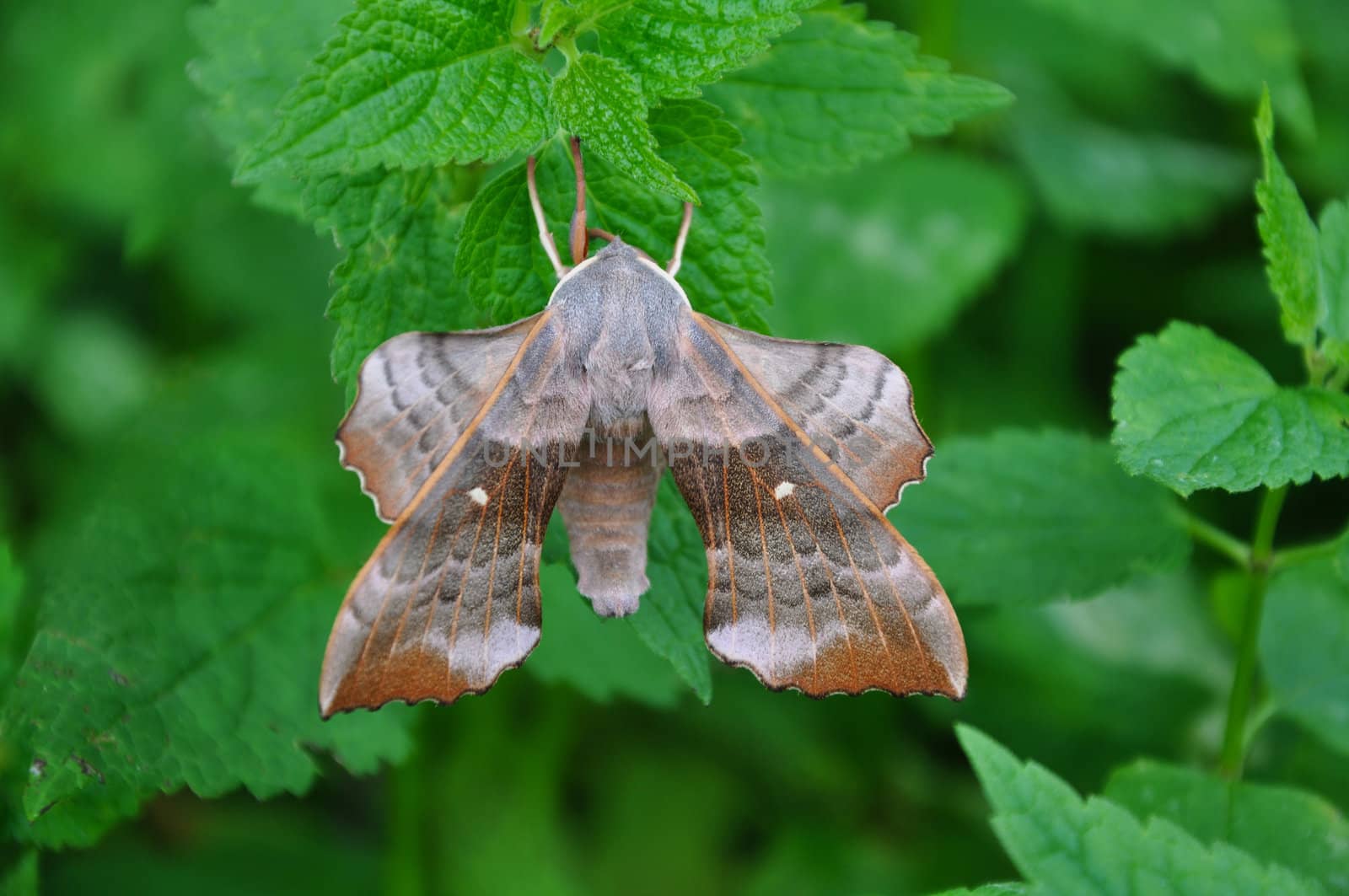 Poplar Hawk-moth (Laothoe populi) on nettle leaf