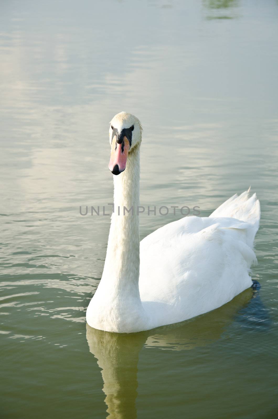 White Swan on lake