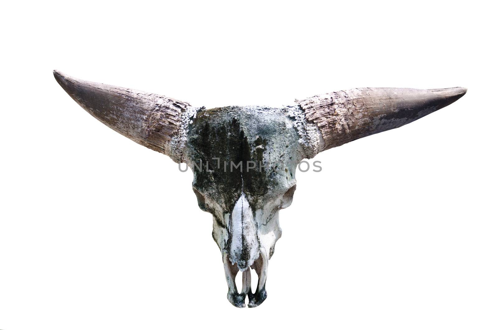 Skull of a bull isolate
