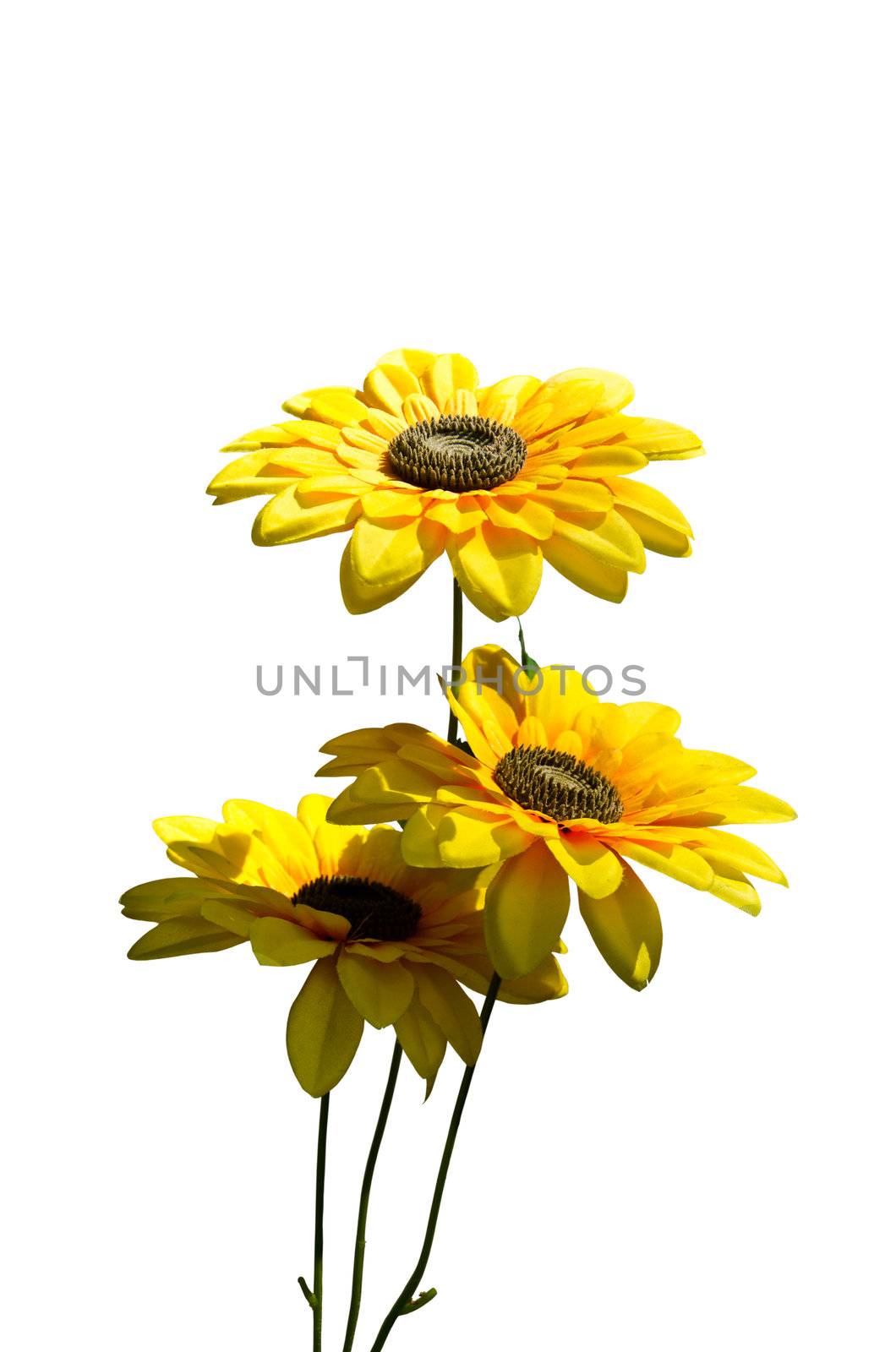 sunflower on isolated.