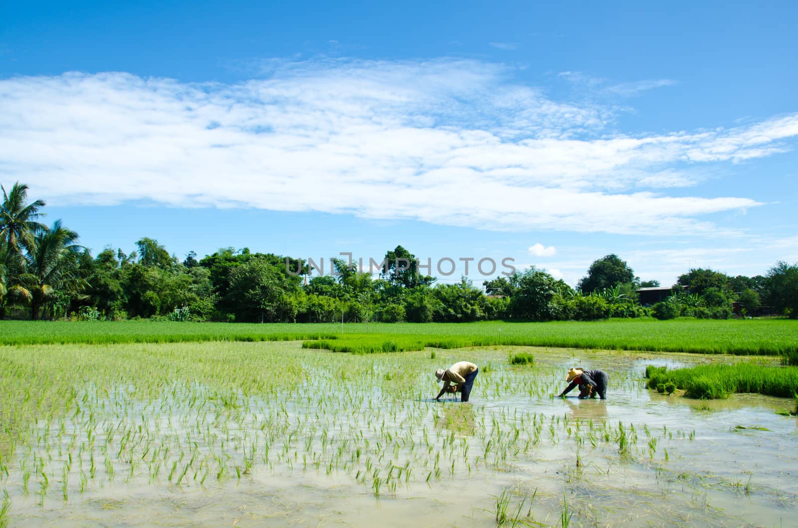 Farmers who are farming. By planting seedlings of rice in the rice.