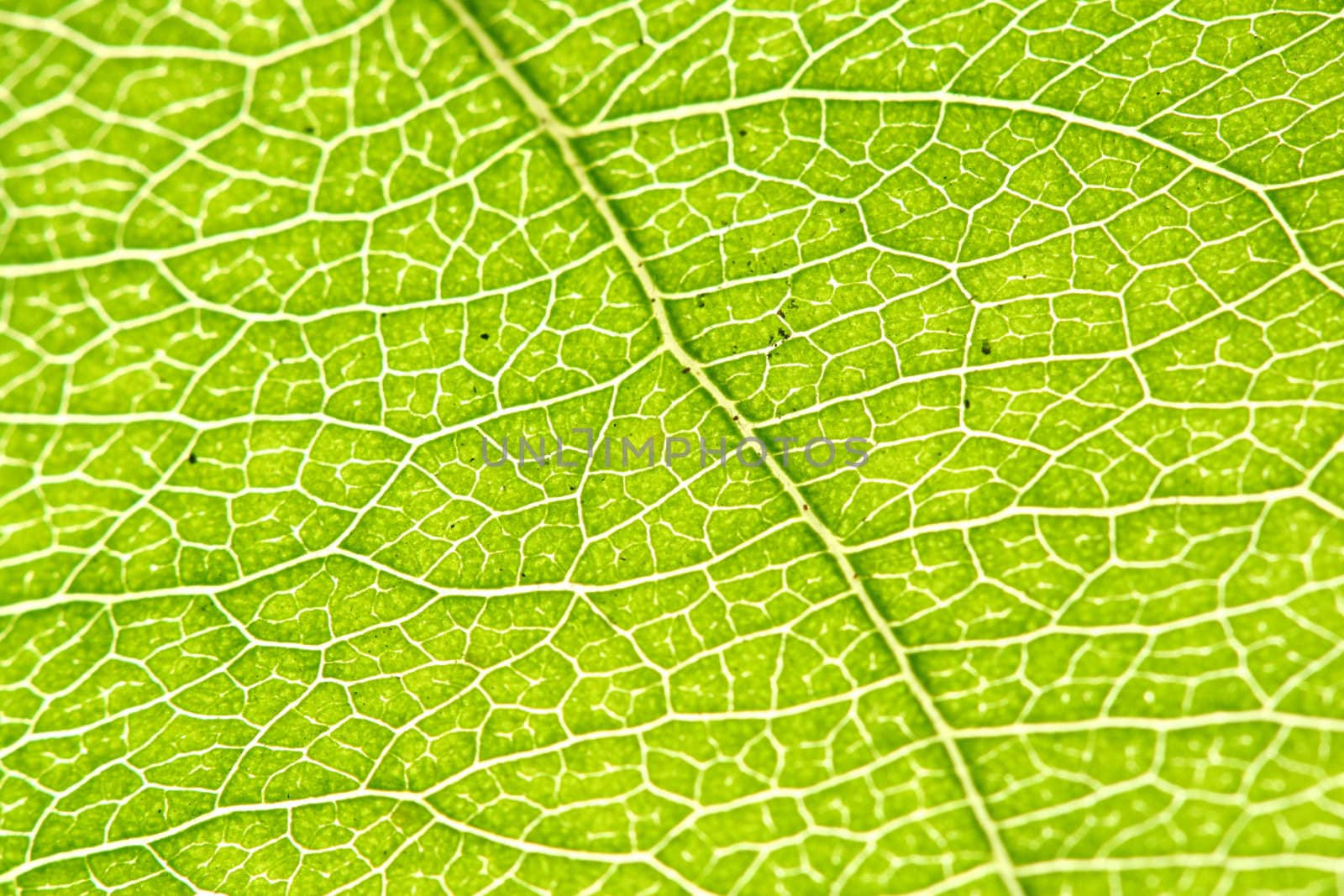 green leaf macro close up