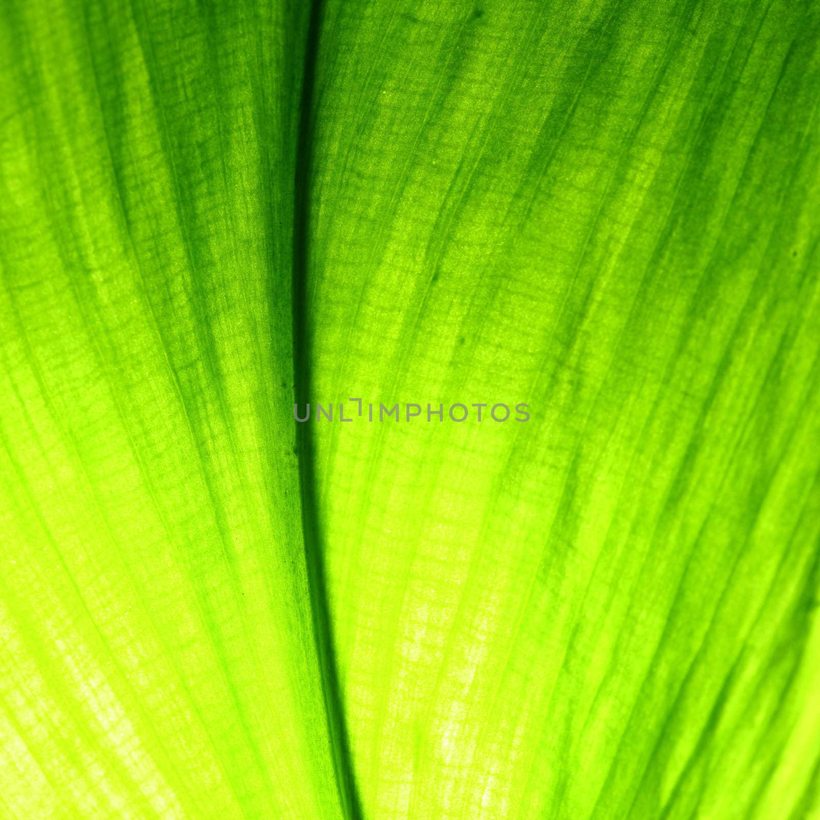 green leaf macro close up