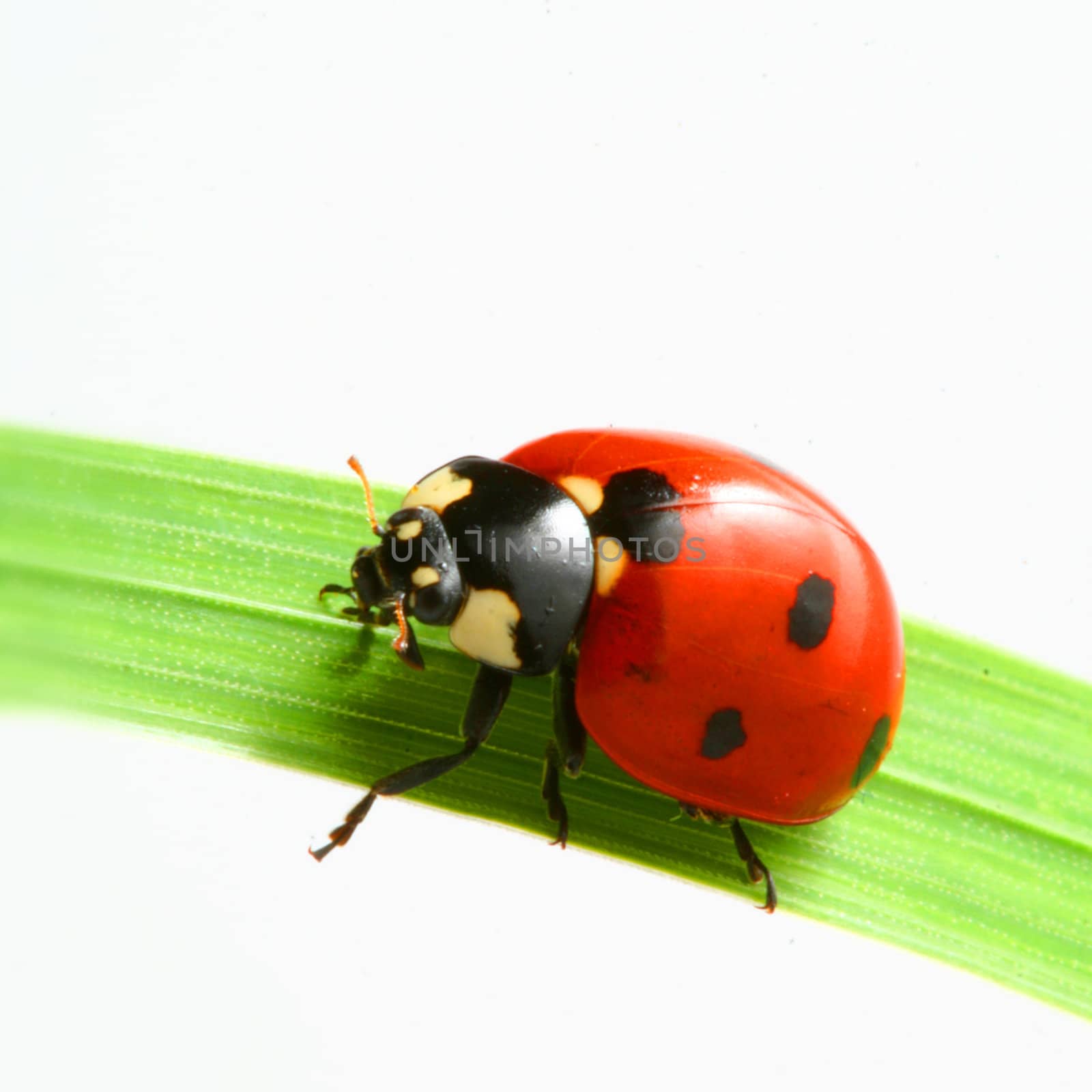 red ladybug by Yellowj