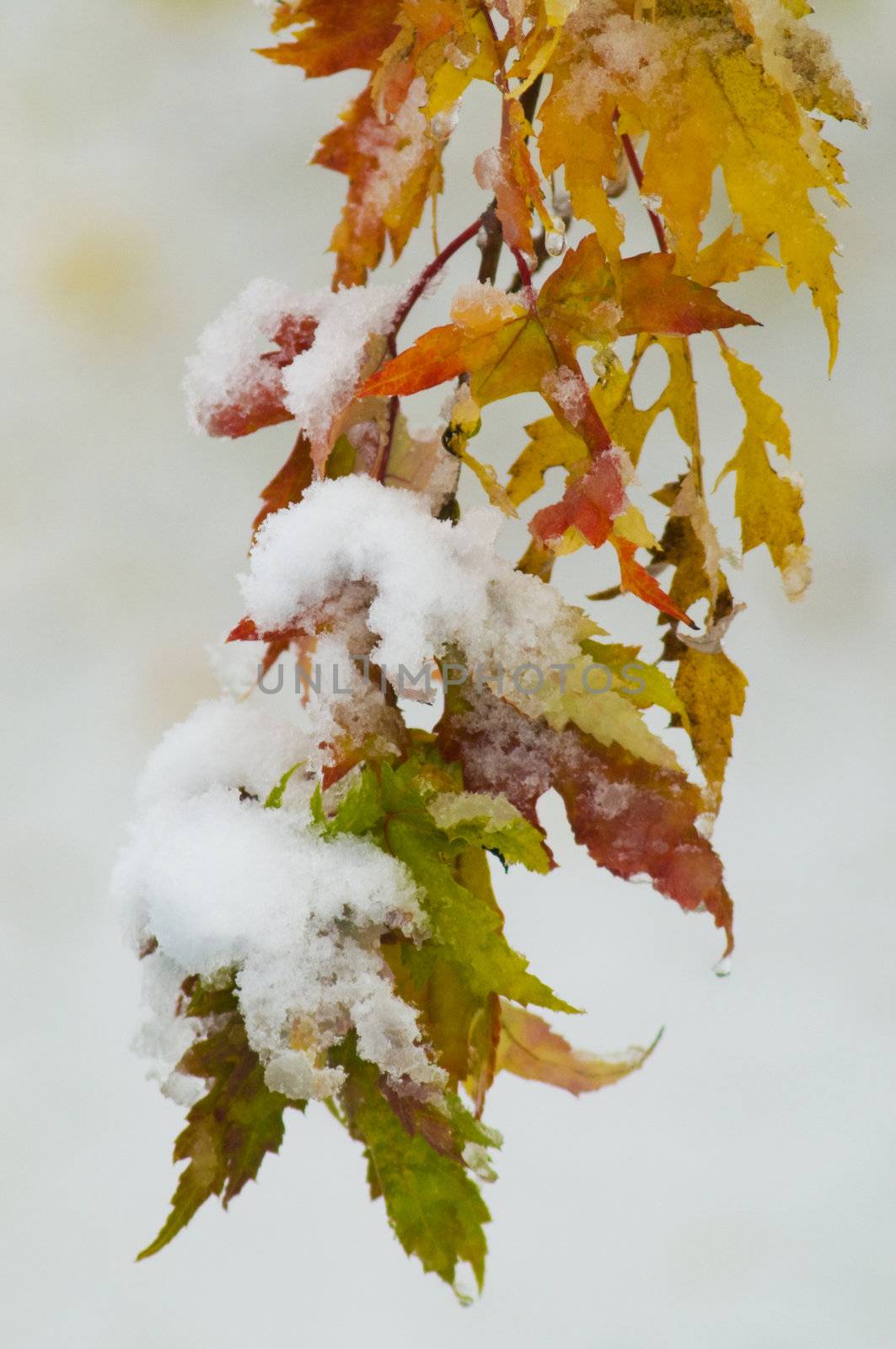 Snow on yellow, orange, green and red autumn leaves. A rare occurrence.