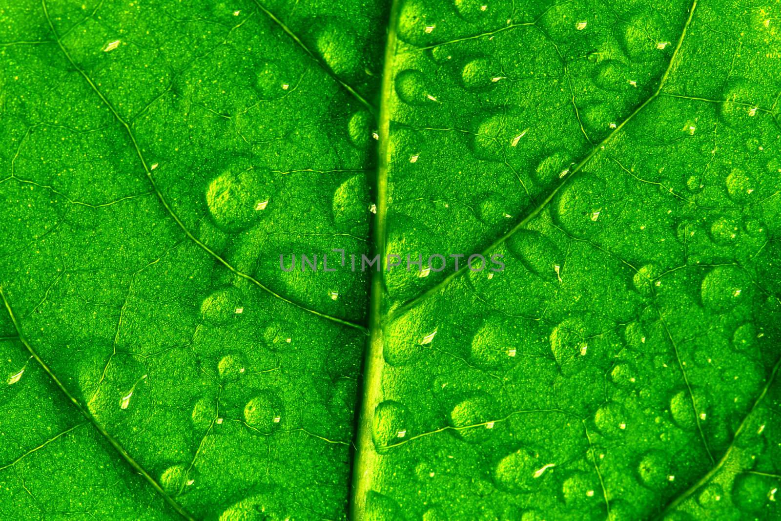 waterdrops on green plant leaf macro