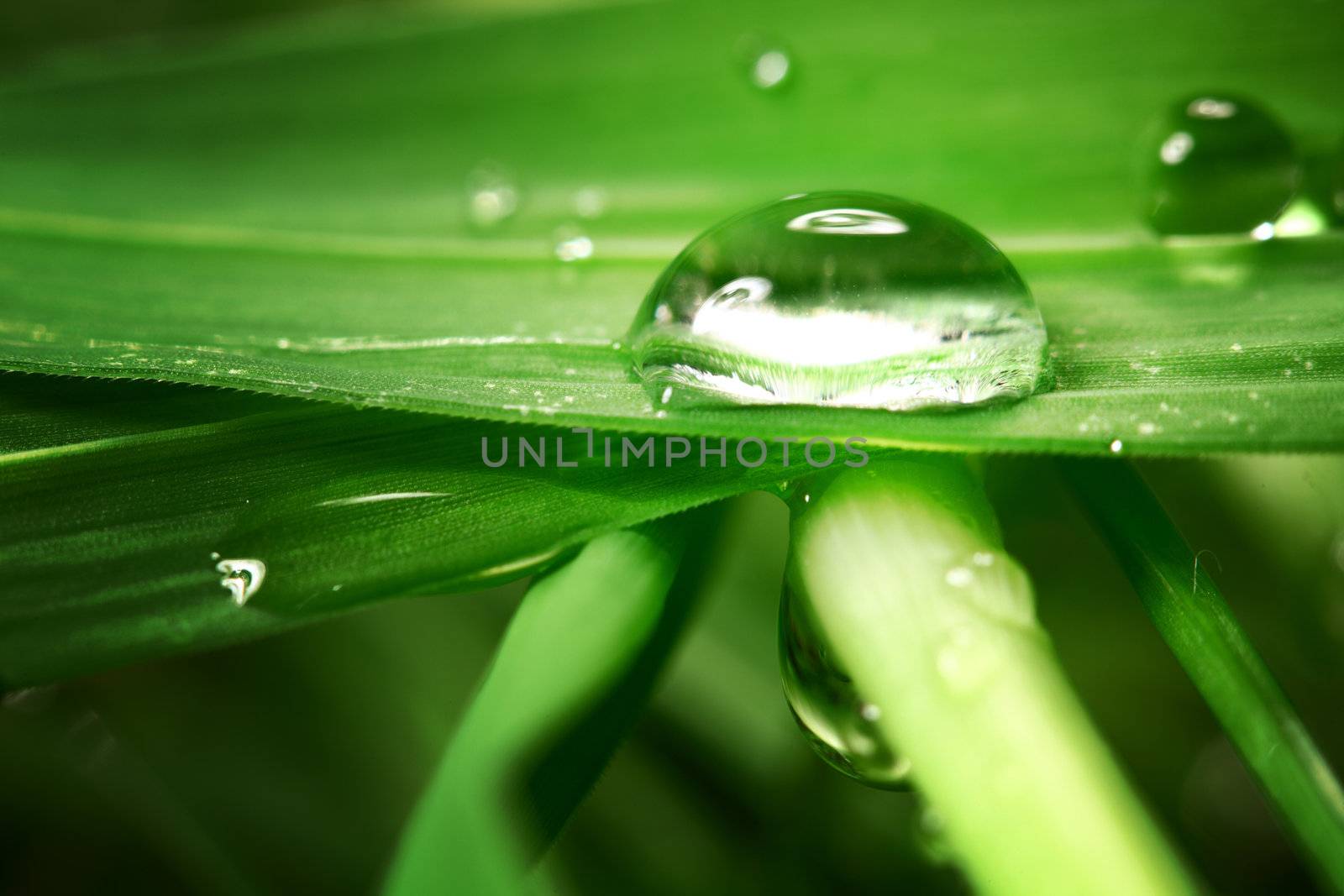 drop on grass by Yellowj