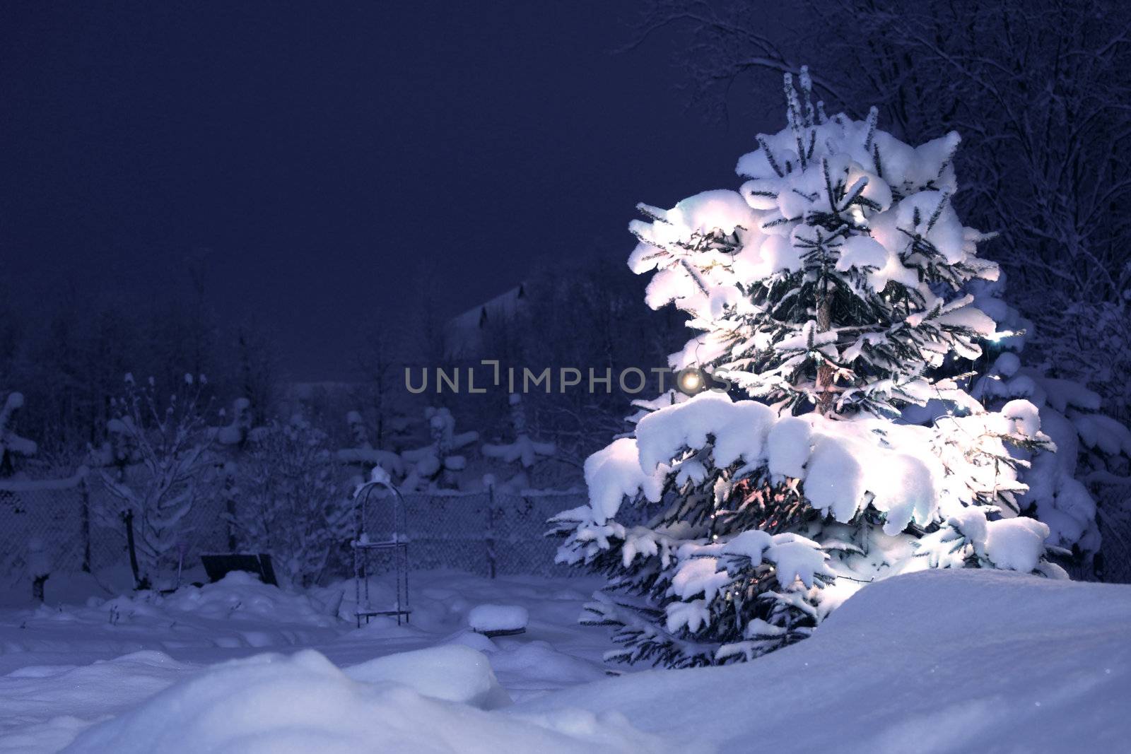 xmas winter pine tree in dark