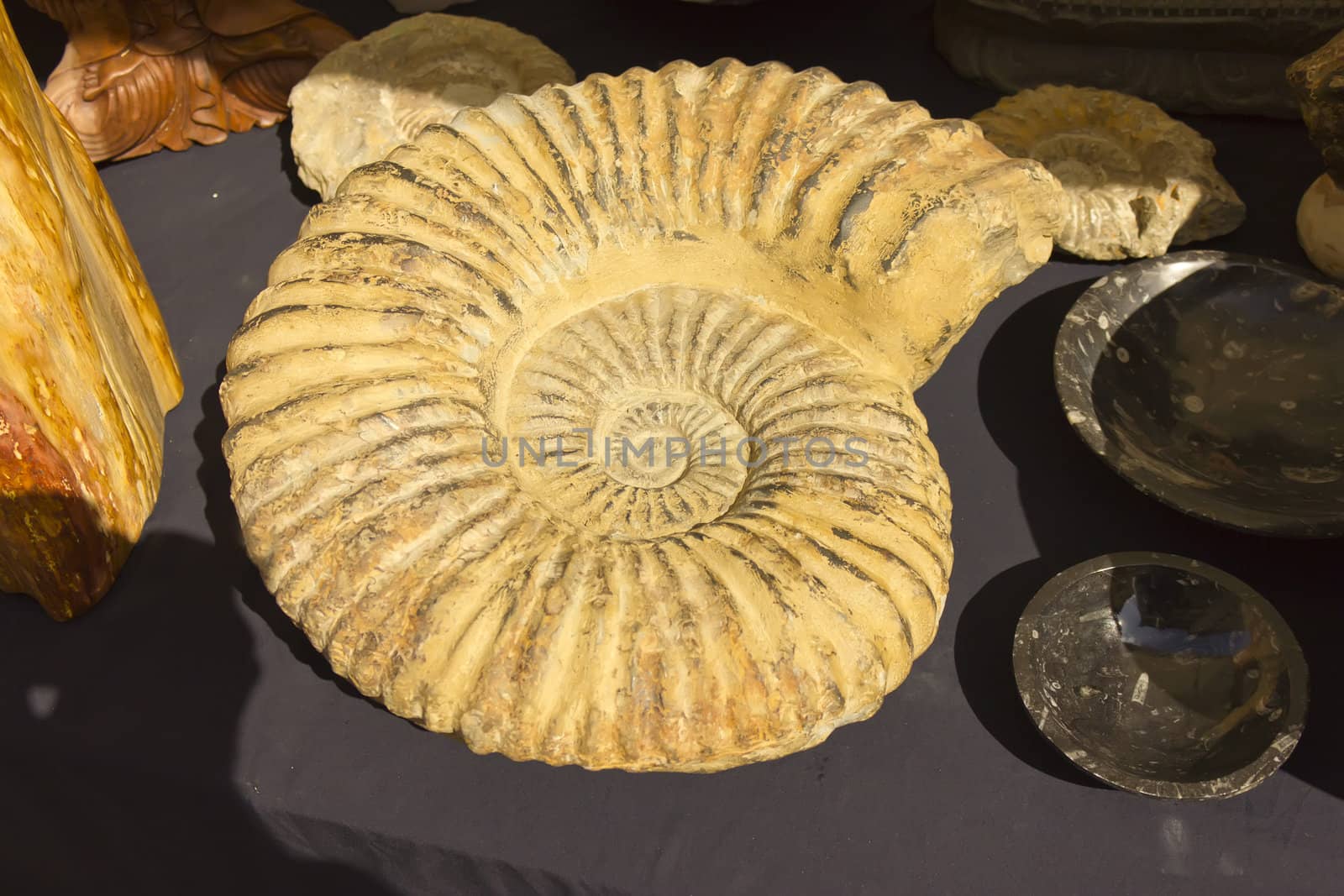 Big ammonite by rgbpepper