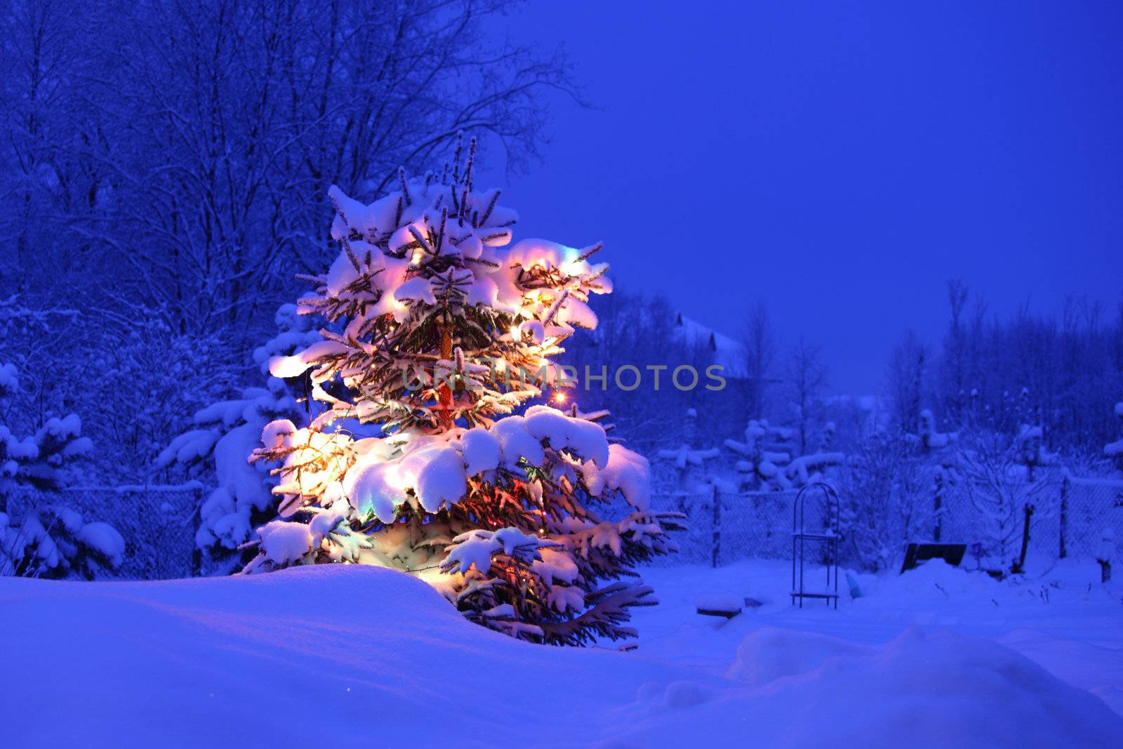 xmas winter pine tree in dark