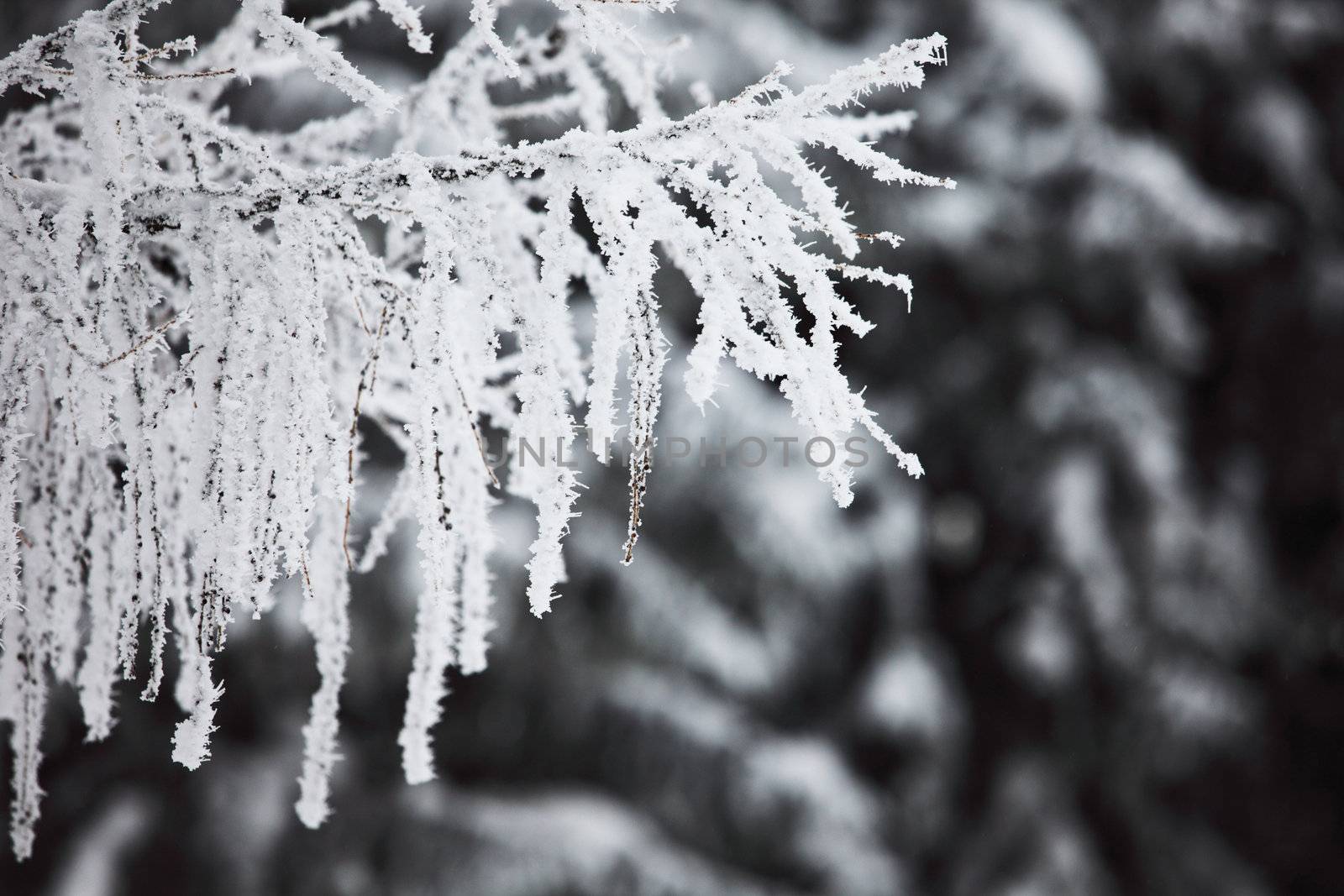  winter trees on snow white background