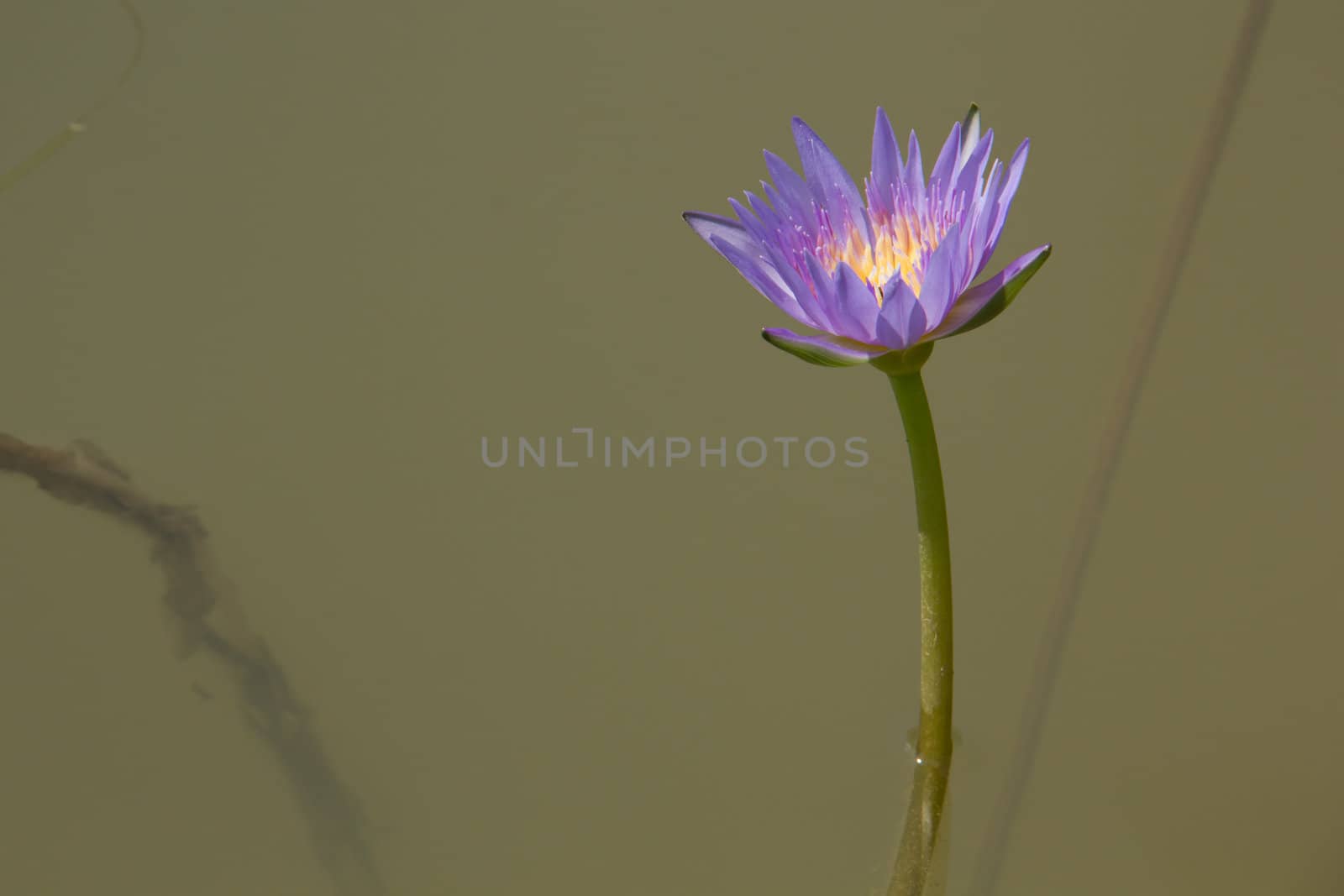 purple water lily on the lake by Butter45