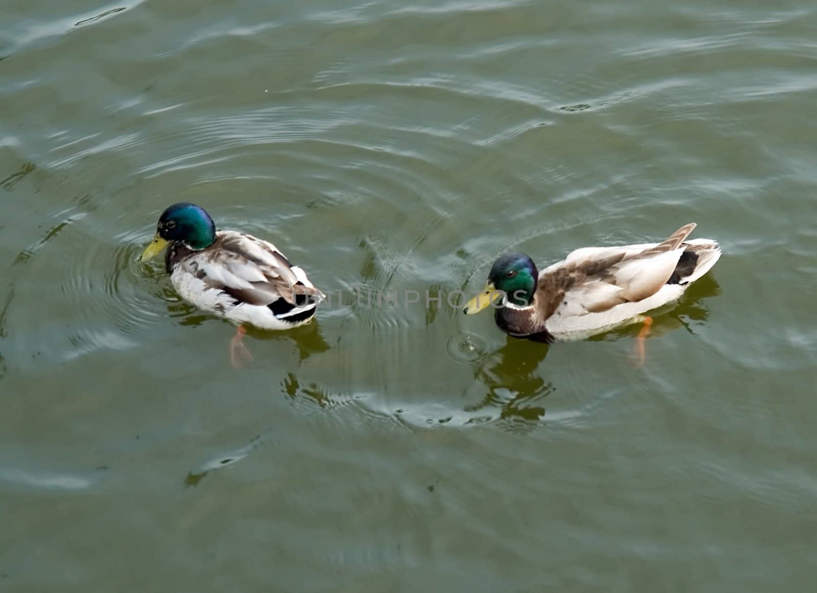 Ducks. Two drakes float on the river.