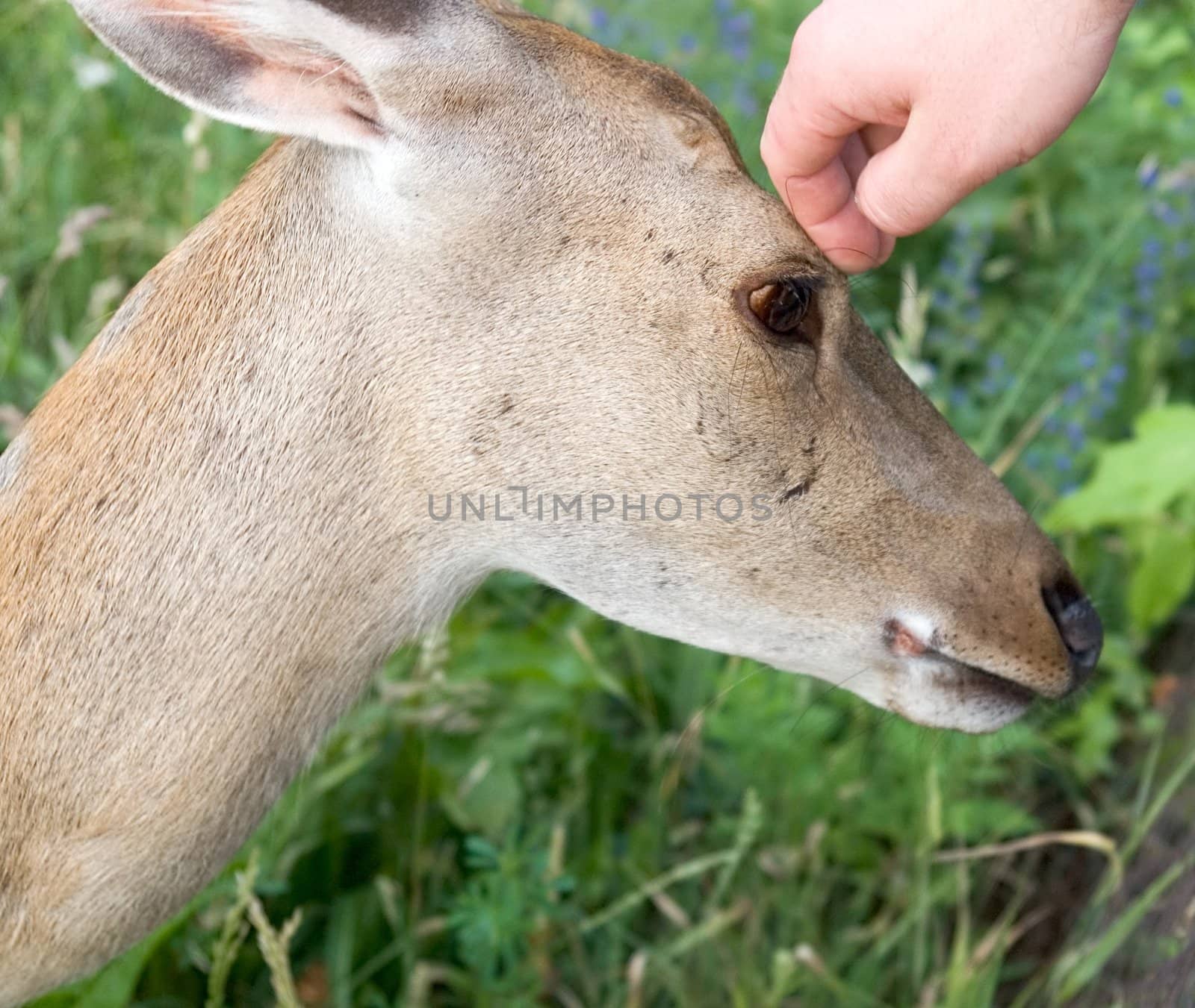 Small deer. A hand irons on a head of a deer.