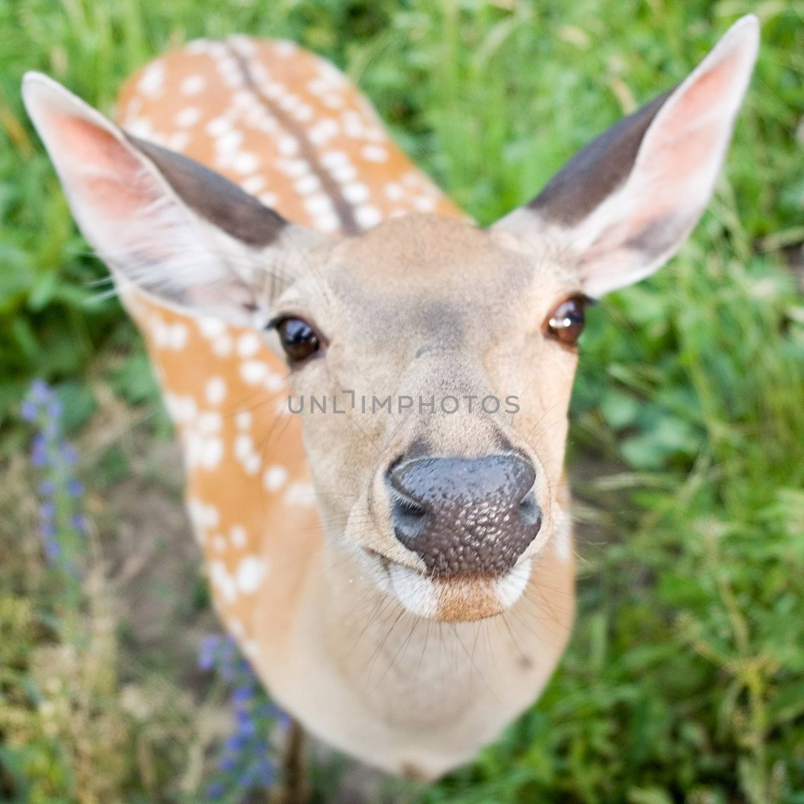 The small antelope trustfully and curiously looks in an objective.