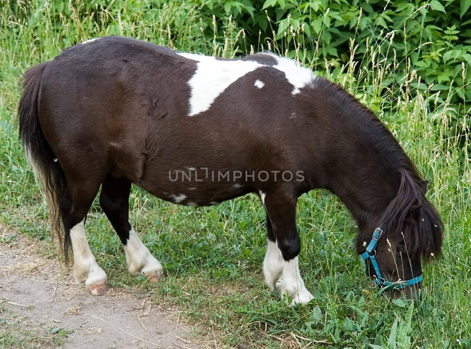 The brown-white pony burns a grass in city park.