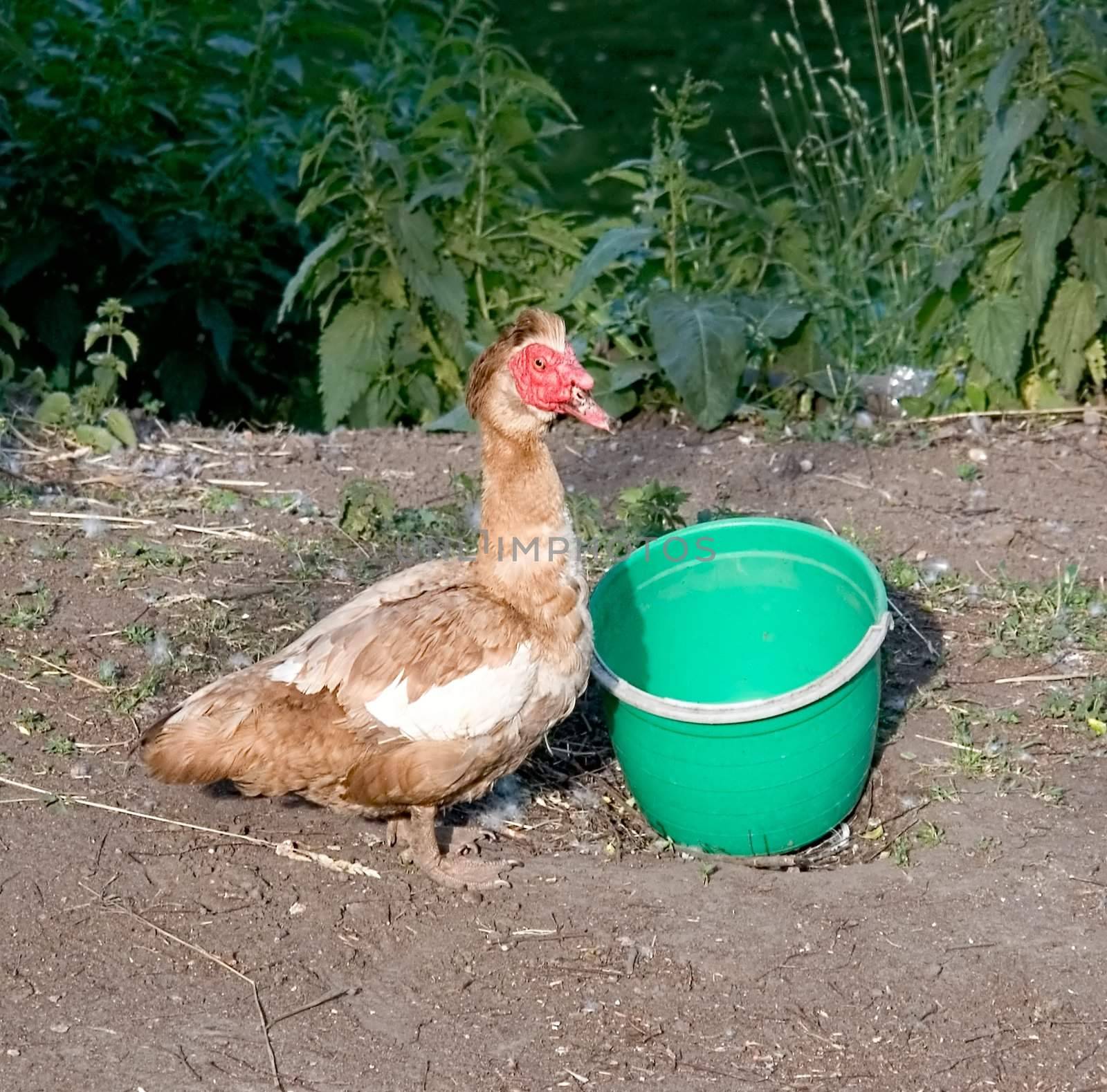 A big goose and his favourite bucket with meal.