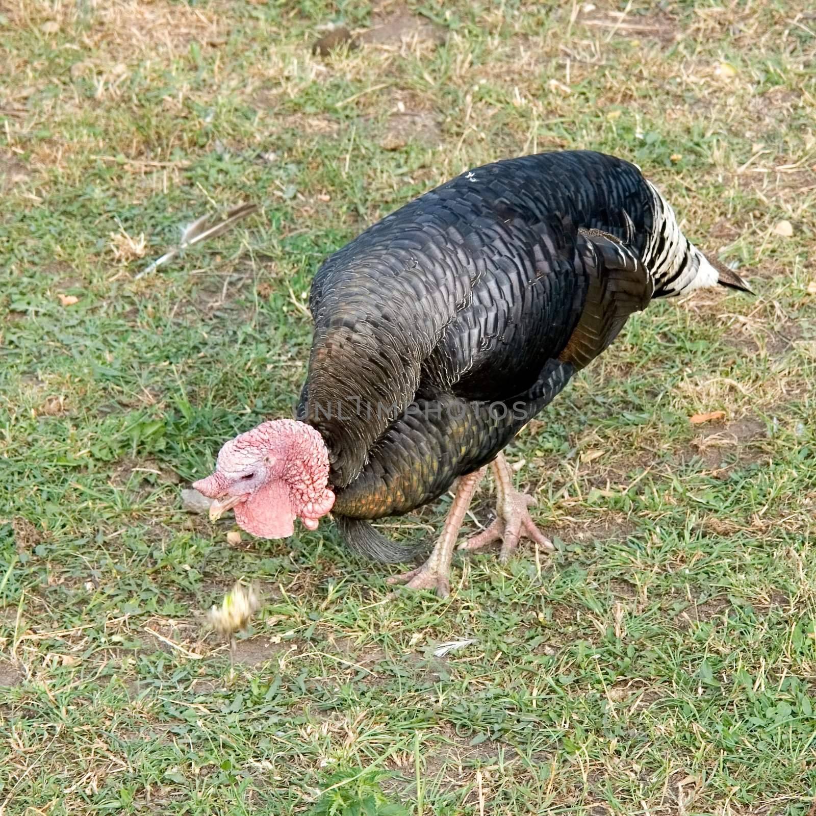 A big turkey cock pecks bread with green grass at background.