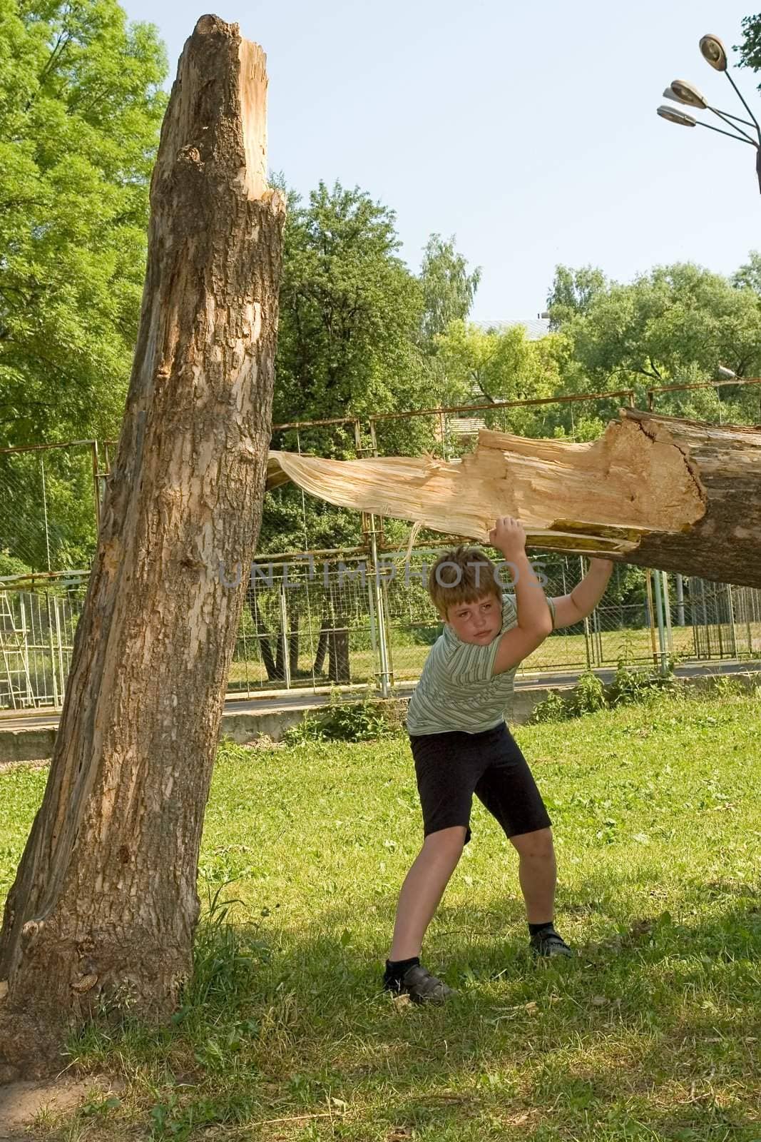 A little boy tries to lift a tree tumbled down by a thunder-storm