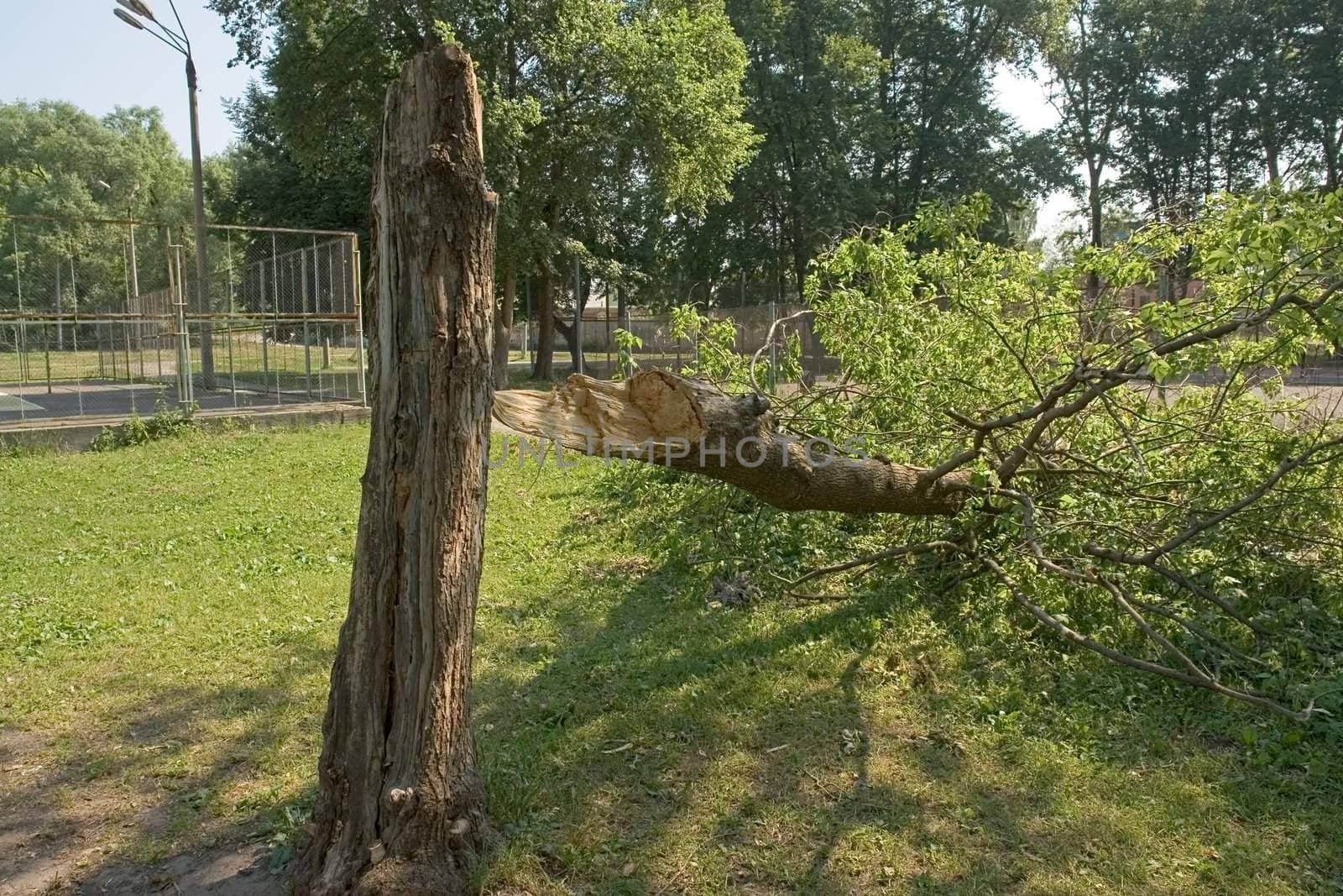 After a storm. The broken tree in city park.