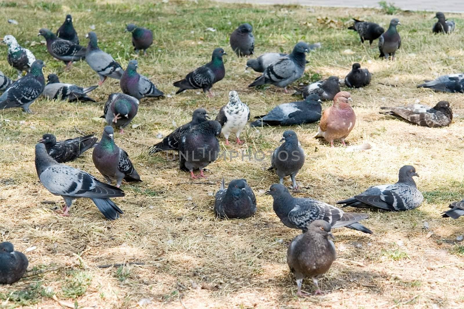 Summer. Pigeon flight has a rest in a shadow of a tree in park.