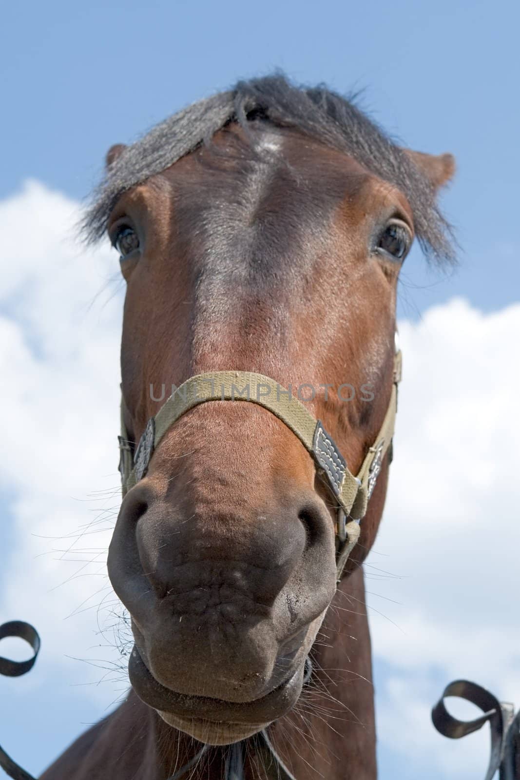 Big muzzle. The horse looks in an objective with blue sky at background.