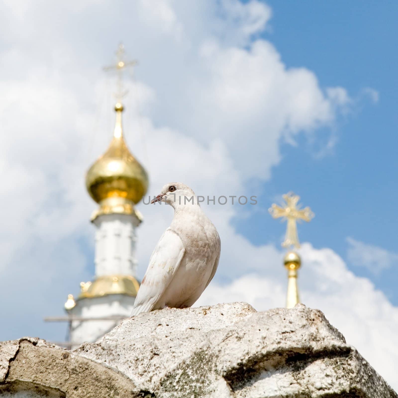 White pigeon with church domes and blue sky at background