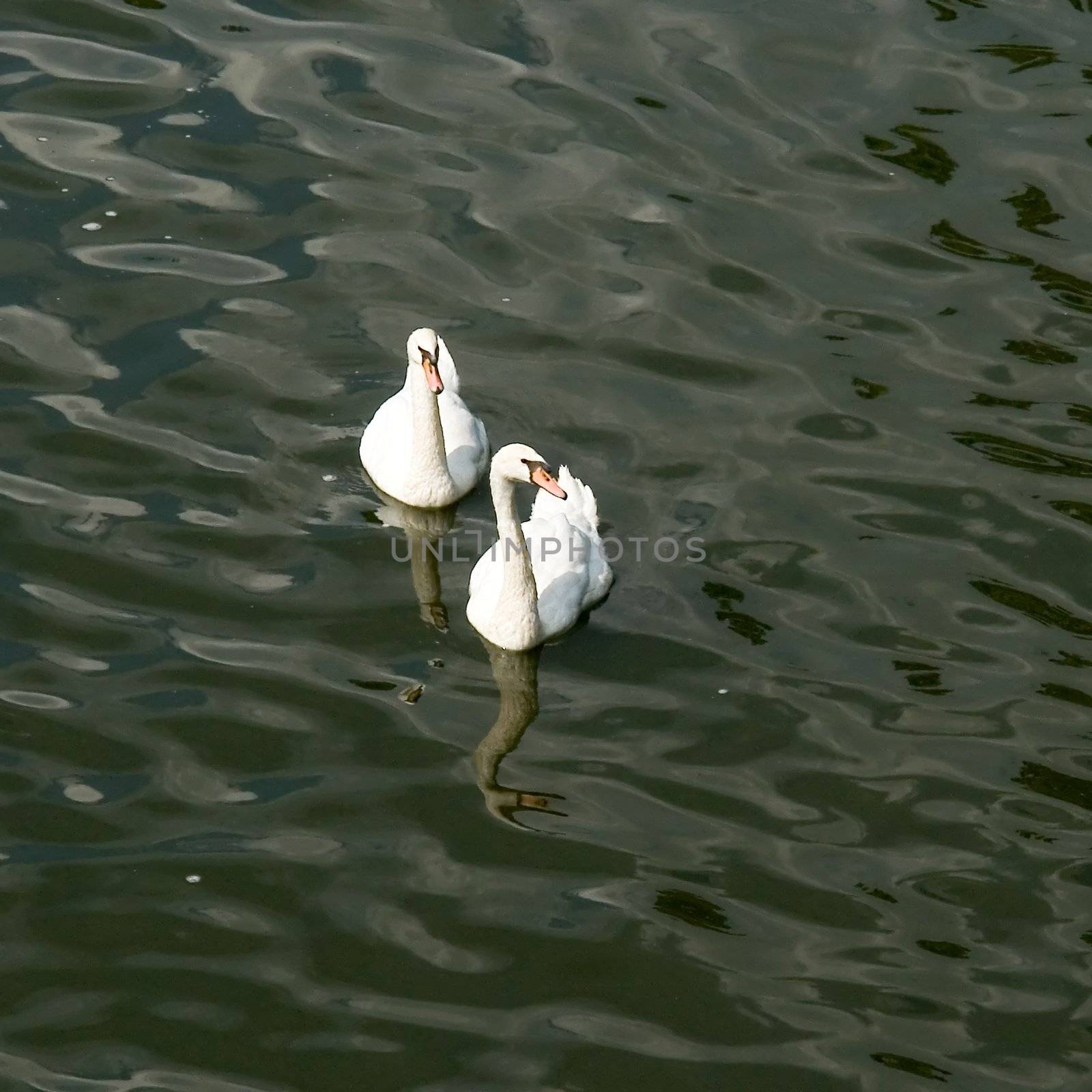 Two white swans on the dark river.