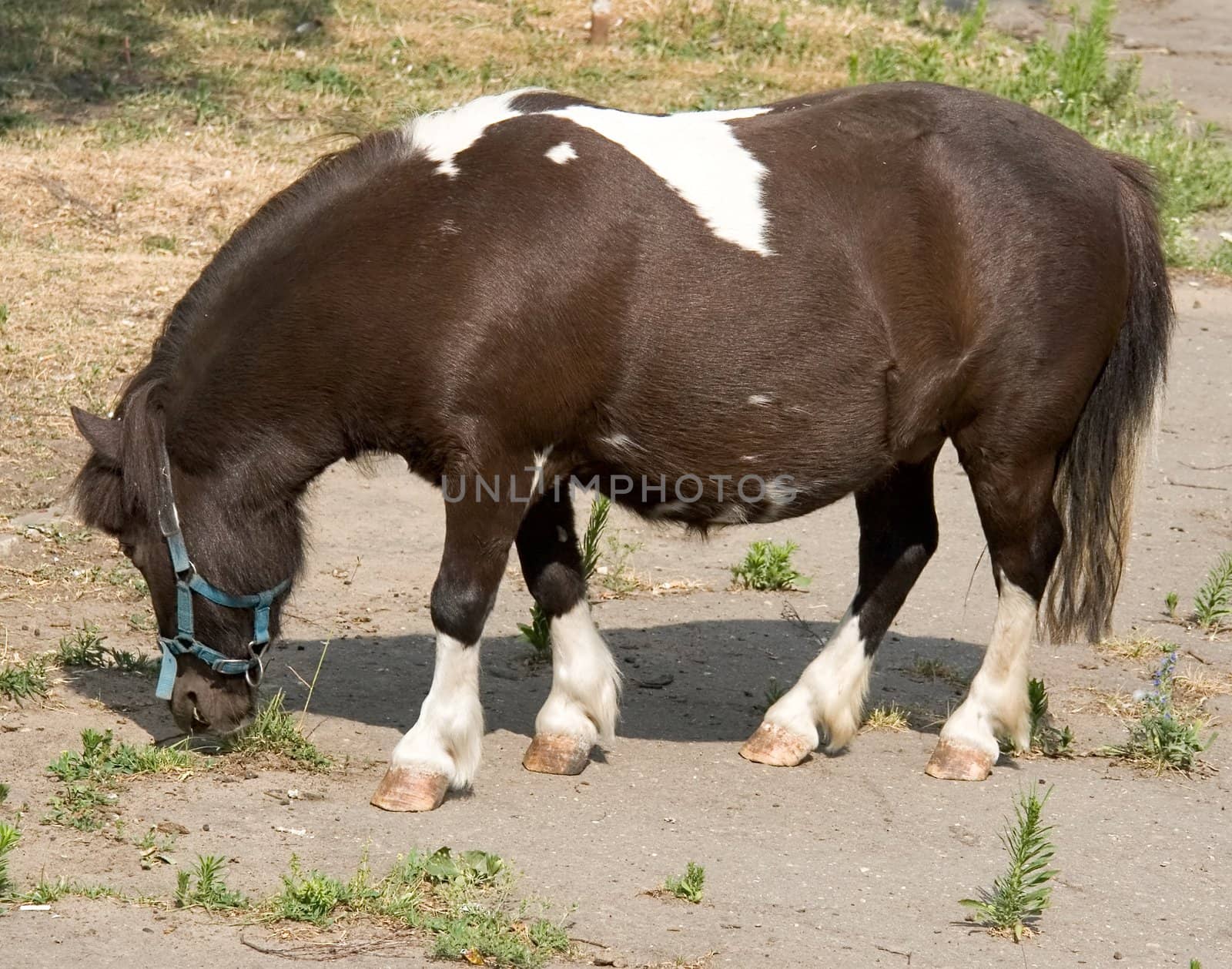 The brown-white pony burns a grass in city park.