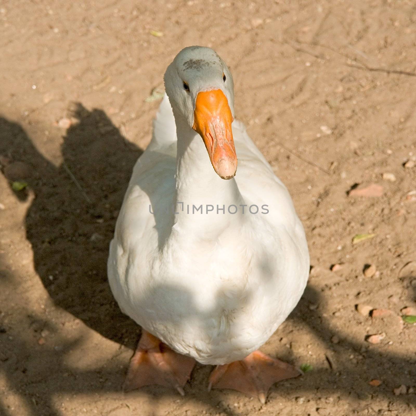 The white goose with an orange beak