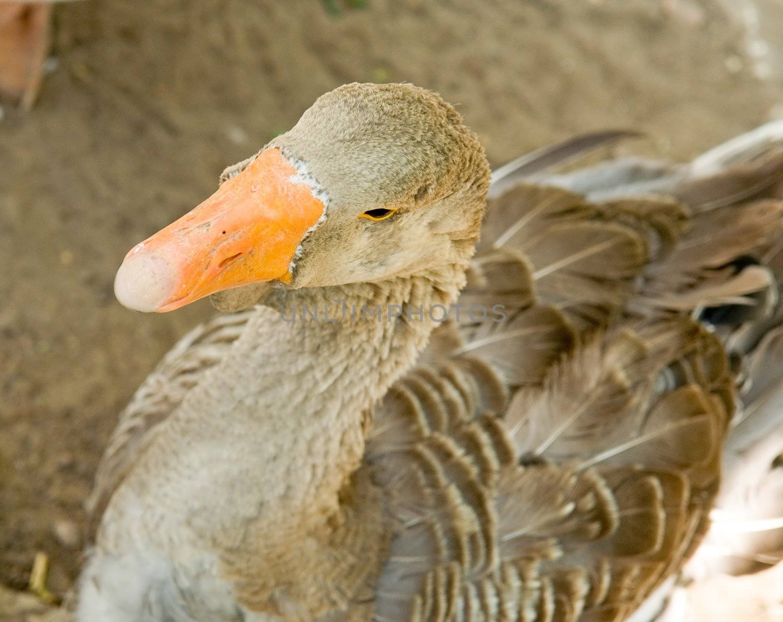 The big goose with an orange beak